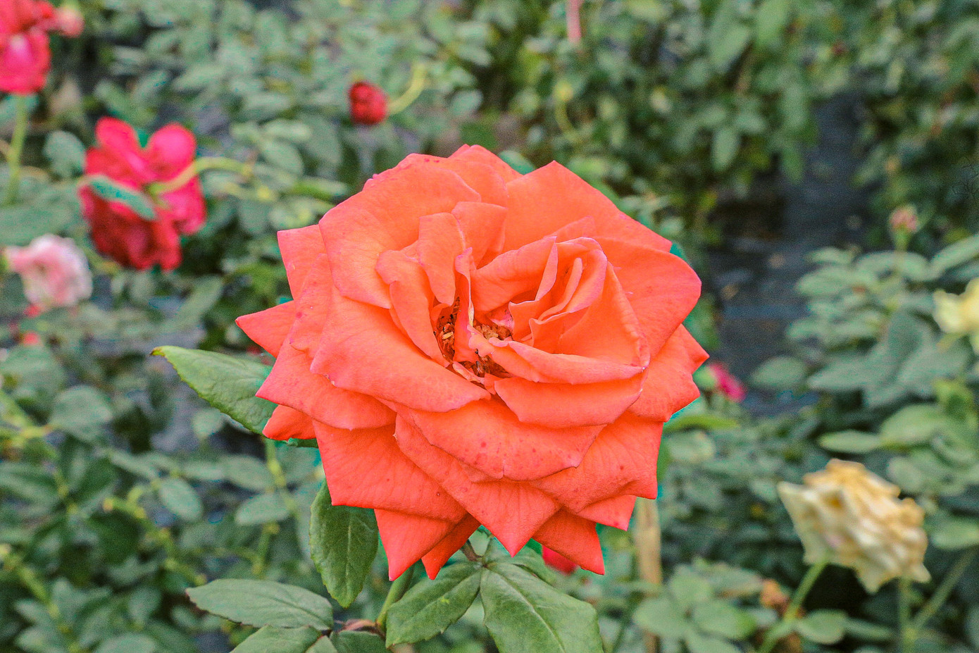 Với diện tích hơn 4ha, làng hoa Dương Sơn lớn nhất TP. Đà Nẵng, trồng rất nhiều chủng loại khác nhau. Trong đó, hoa cúc, dạ yến thảo, hồng đỏ là những loại phổ biến nhất.