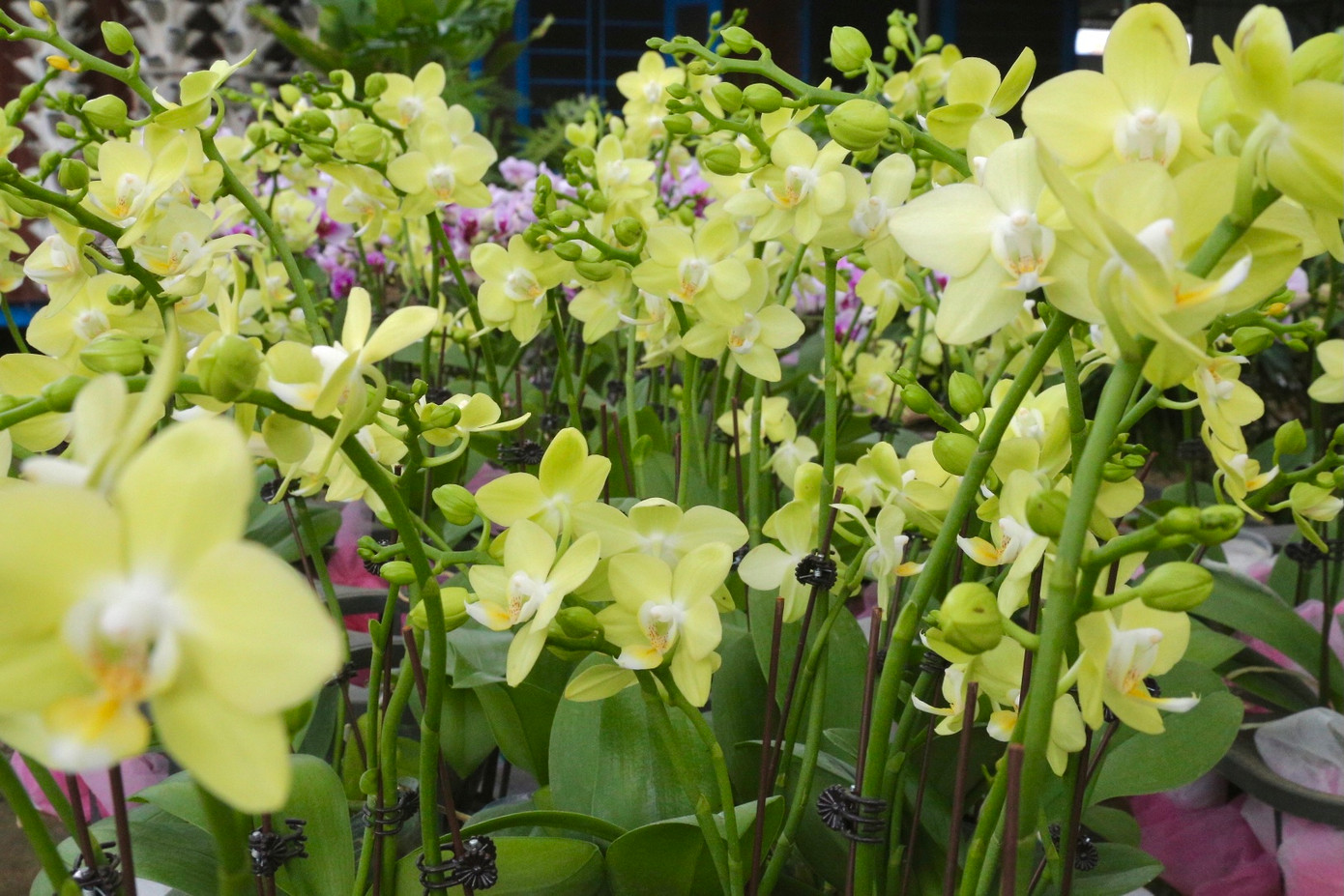 Những chậu hoa lan cũng đã nở rộ đủ sắc màu.