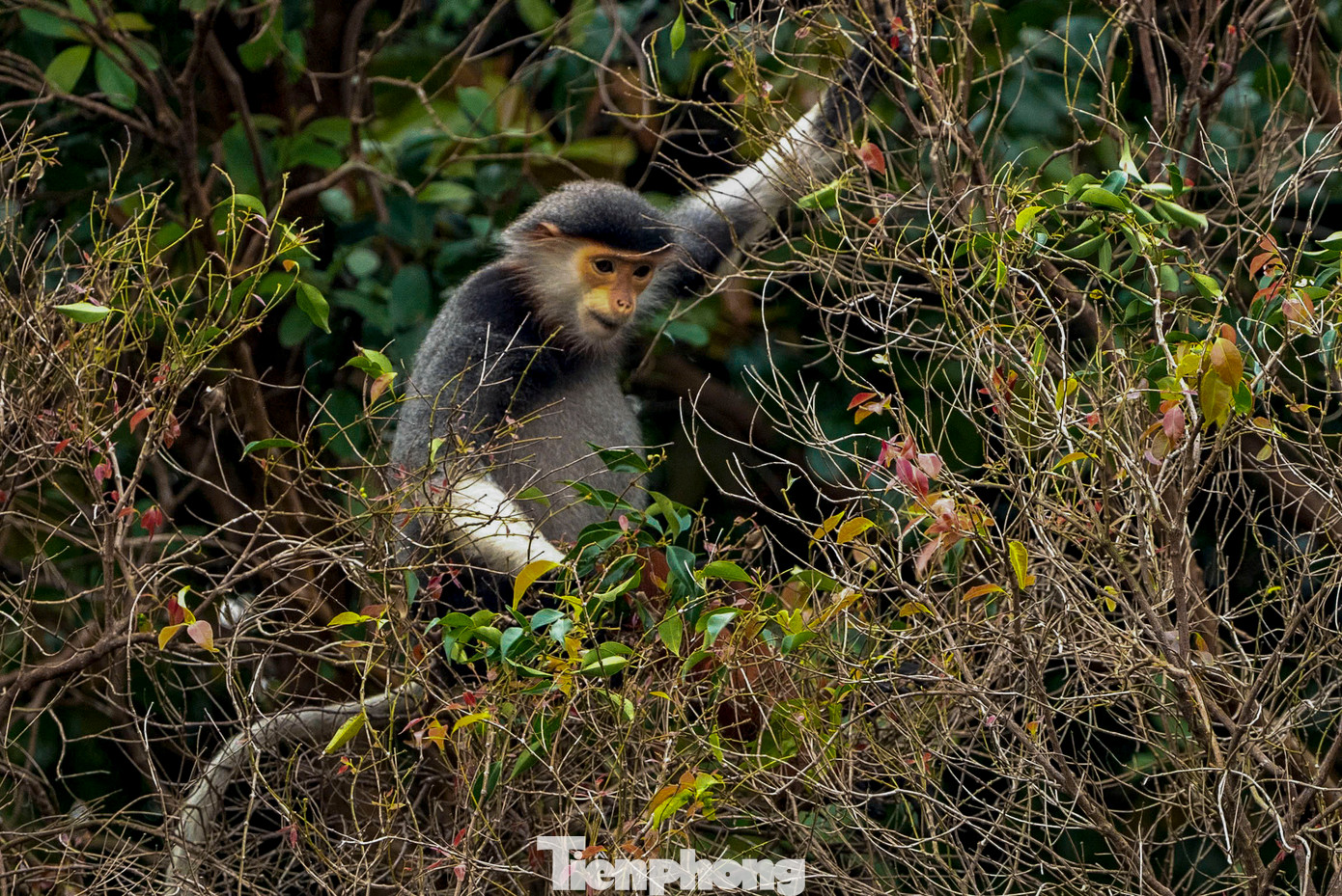Ẩn mình trong những cánh rừng của bán đảo Sơn Trà (Đà Nẵng), voọc Chà vá chân nâu là một trong những loài linh trưởng đẹp nhất thế giới. Ẩn mình trong những cánh rừng của bán đảo Sơn Trà (Đà Nẵng), voọc Chà vá chân nâu là một trong những loài linh trưởng đẹp nhất thế giới.