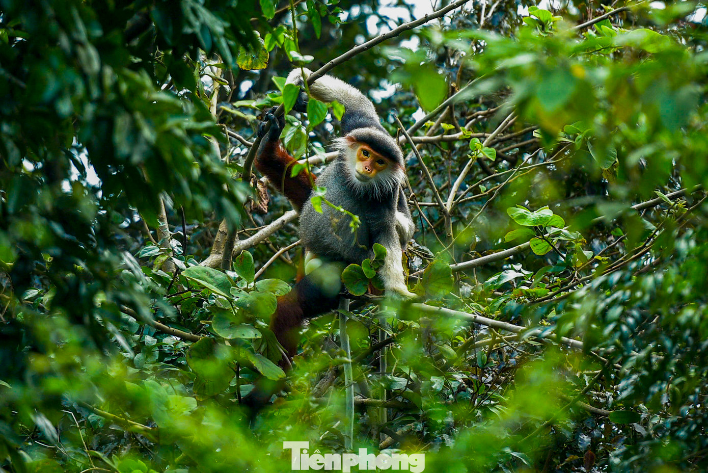 Hiện nay, các tổ chức bảo tồn cùng chính quyền địa phương đang cùng nhau chung tay, nỗ lực để giữ gìn và đảm bảo môi trường sống tốt nhất cho voọc Chà vá chân nâu này. Hiện nay, các tổ chức bảo tồn cùng chính quyền địa phương đang cùng nhau chung tay, nỗ lực để giữ gìn và đảm bảo môi trường sống tốt nhất cho voọc Chà vá chân nâu này.