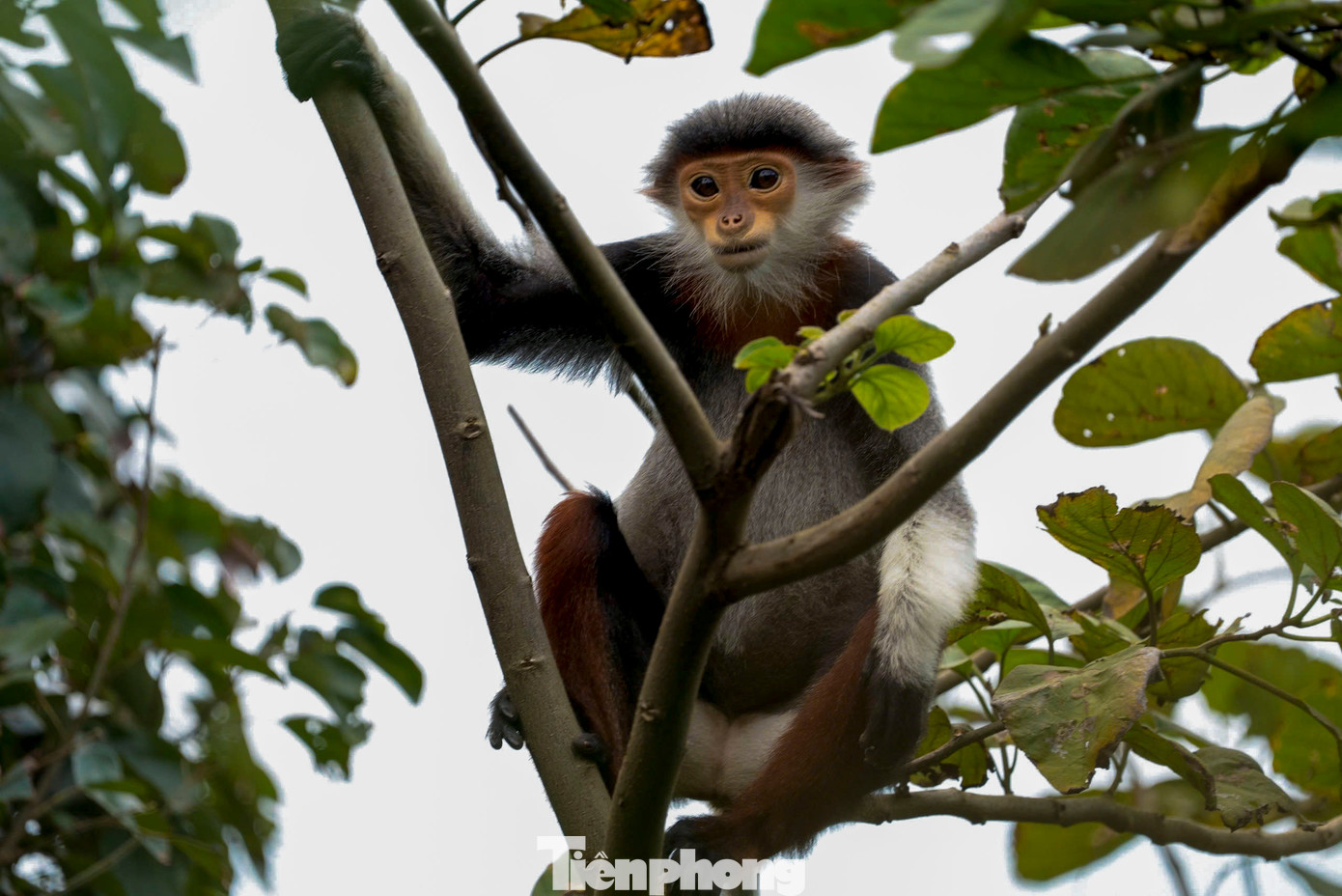 Theo chia sẻ từ các nhiếp ảnh gia, để "săn" được những khoảnh khắc đẹp của loài voọc này, họ phải dành rất nhiều thời gian, có khi ngồi cả ngày trong rừng và cần thêm một chút may mắn mới có thể bắt gặp được hình ảnh như ý. Theo chia sẻ từ các nhiếp ảnh gia, để "săn" được những khoảnh khắc đẹp của loài voọc này, họ phải dành rất nhiều thời gian, có khi ngồi cả ngày trong rừng và cần thêm một chút may mắn mới có thể bắt gặp được hình ảnh như ý.