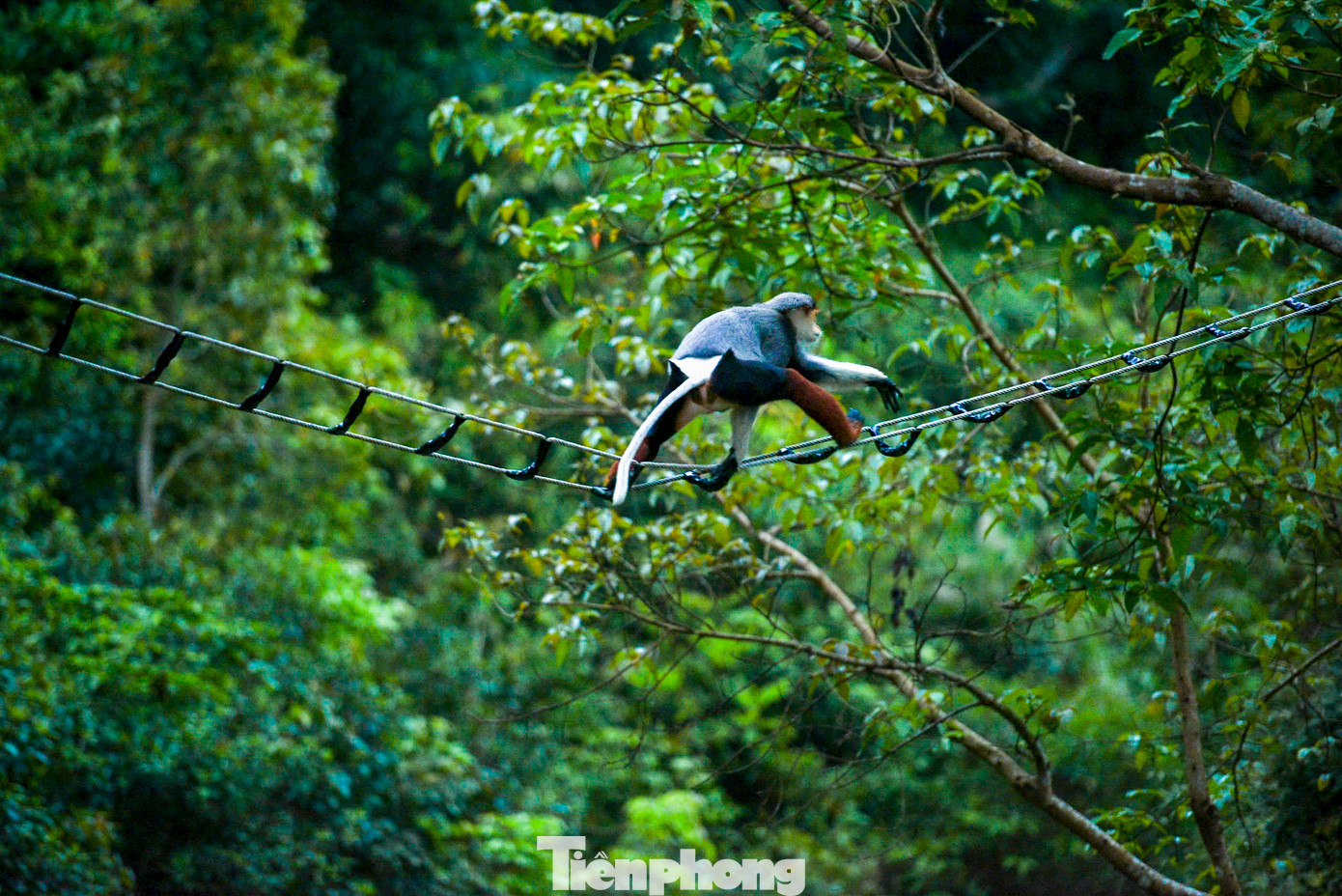 Voọc chà vá chân nâu không chỉ quý hiếm về mặt số lượng mà còn đặc biệt nổi bật bởi vẻ ngoài cuốn hút. Lớp lông mượt mà với nhiều màu sắc rực rỡ gồm vàng, nâu hoặc nâu đỏ, cam, xám... khiến chúng nổi bật giữa thảm rừng xanh mát. Voọc chà vá chân nâu không chỉ quý hiếm về mặt số lượng mà còn đặc biệt nổi bật bởi vẻ ngoài cuốn hút. Lớp lông mượt mà với nhiều màu sắc rực rỡ gồm vàng, nâu hoặc nâu đỏ, cam, xám... khiến chúng nổi bật giữa thảm rừng xanh mát.