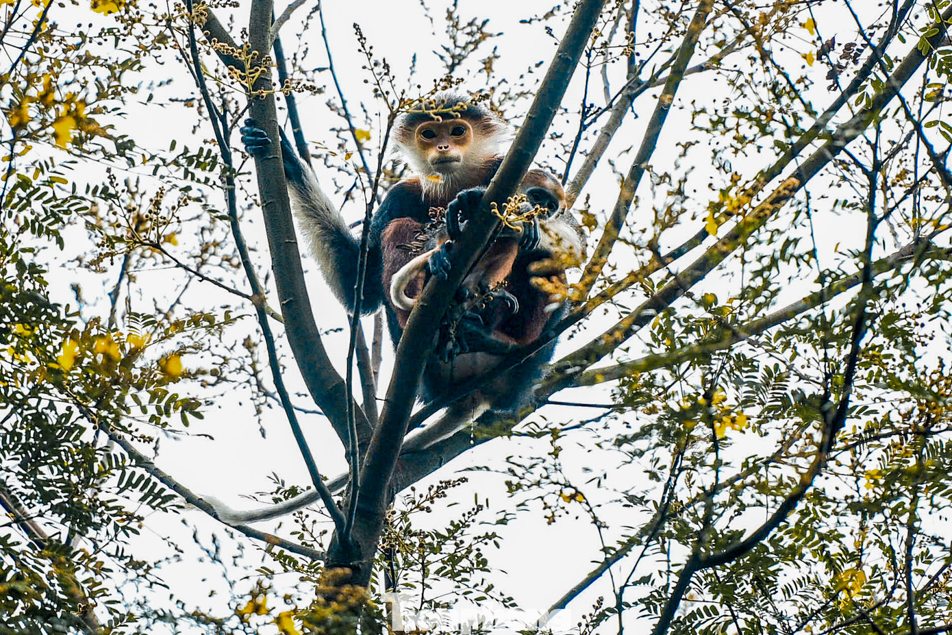 Với vẻ đẹp độc đáo và giá trị sinh học cao, voọc Chà vá không chỉ là niềm tự hào của rừng xanh Sơn Trà mà còn trở thành một trong những biểu tượng nổi bật của du lịch thành phố bên sông Hàn. Với vẻ đẹp độc đáo và giá trị sinh học cao, voọc Chà vá không chỉ là niềm tự hào của rừng xanh Sơn Trà mà còn trở thành một trong những biểu tượng nổi bật của du lịch thành phố bên sông Hàn.