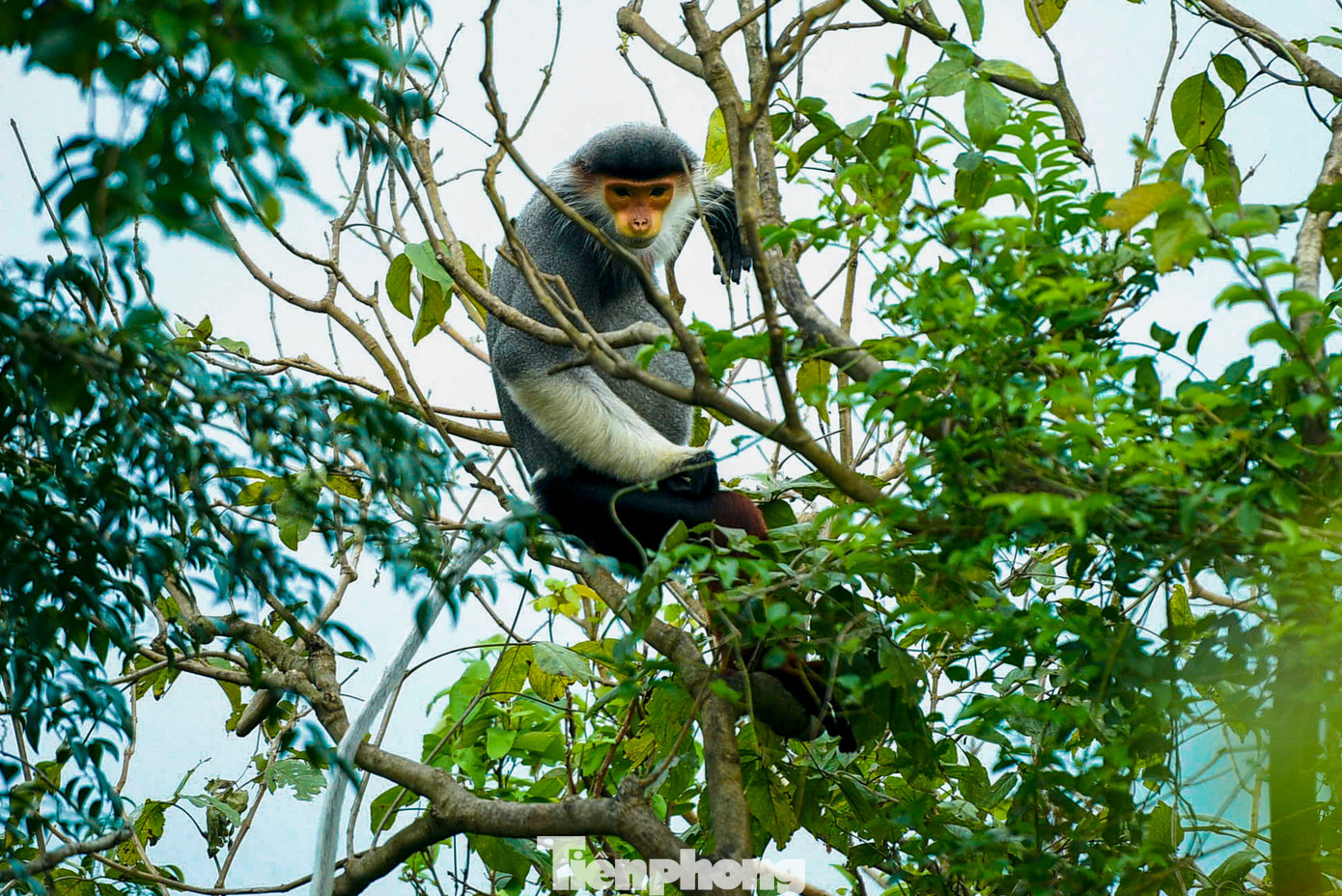 Theo nghiên cứu mới nhất, Sơn Trà đang là ngôi nhà sinh sống của hơn 1.300 cá thể voọc Chà vá chân nâu, được xếp hạng nguy cấp trong sách đỏ Việt Nam và IUCN thế giới. Theo nghiên cứu mới nhất, Sơn Trà đang là ngôi nhà sinh sống của hơn 1.300 cá thể voọc Chà vá chân nâu, được xếp hạng nguy cấp trong sách đỏ Việt Nam và IUCN thế giới.