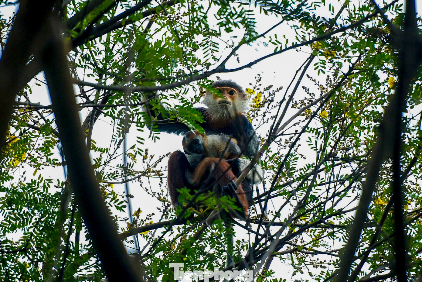 Theo nghiên cứu mới nhất, Sơn Trà đang là ngôi nhà sinh sống của hơn 1.300 cá thể voọc Chà vá chân nâu, được xếp hạng nguy cấp trong sách đỏ Việt Nam và IUCN thế giới. Theo nghiên cứu mới nhất, Sơn Trà đang là ngôi nhà sinh sống của hơn 1.300 cá thể voọc Chà vá chân nâu, được xếp hạng nguy cấp trong sách đỏ Việt Nam và IUCN thế giới.