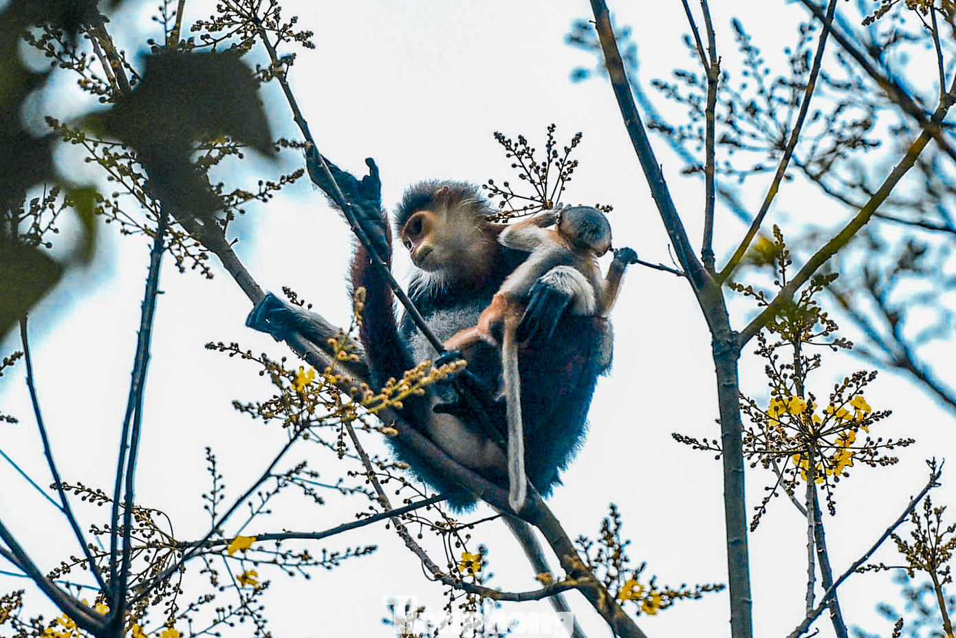 Dưới ống kính của những nhiếp ảnh gia, voọc Chà vá chân nâu hiện lên đầy sinh động và cảm xúc. Dưới ống kính của những nhiếp ảnh gia, voọc Chà vá chân nâu hiện lên đầy sinh động và cảm xúc.