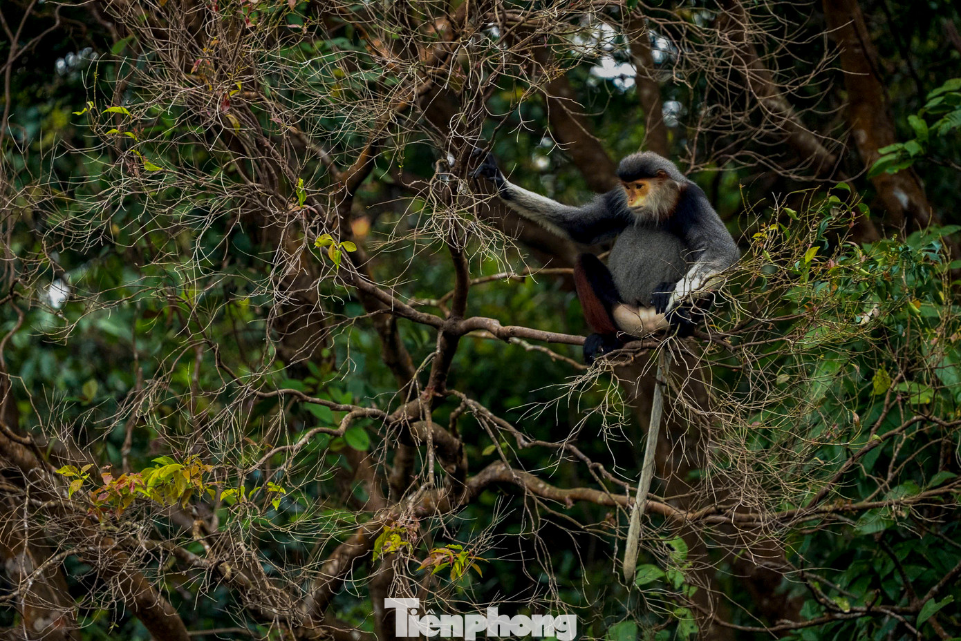 Nhiều du khách, nhiếp ảnh gia đến Sơn Trà để "săn" chân dung loài linh trưởng quý hiếm. Nhiều du khách, nhiếp ảnh gia đến Sơn Trà để "săn" chân dung loài linh trưởng quý hiếm.