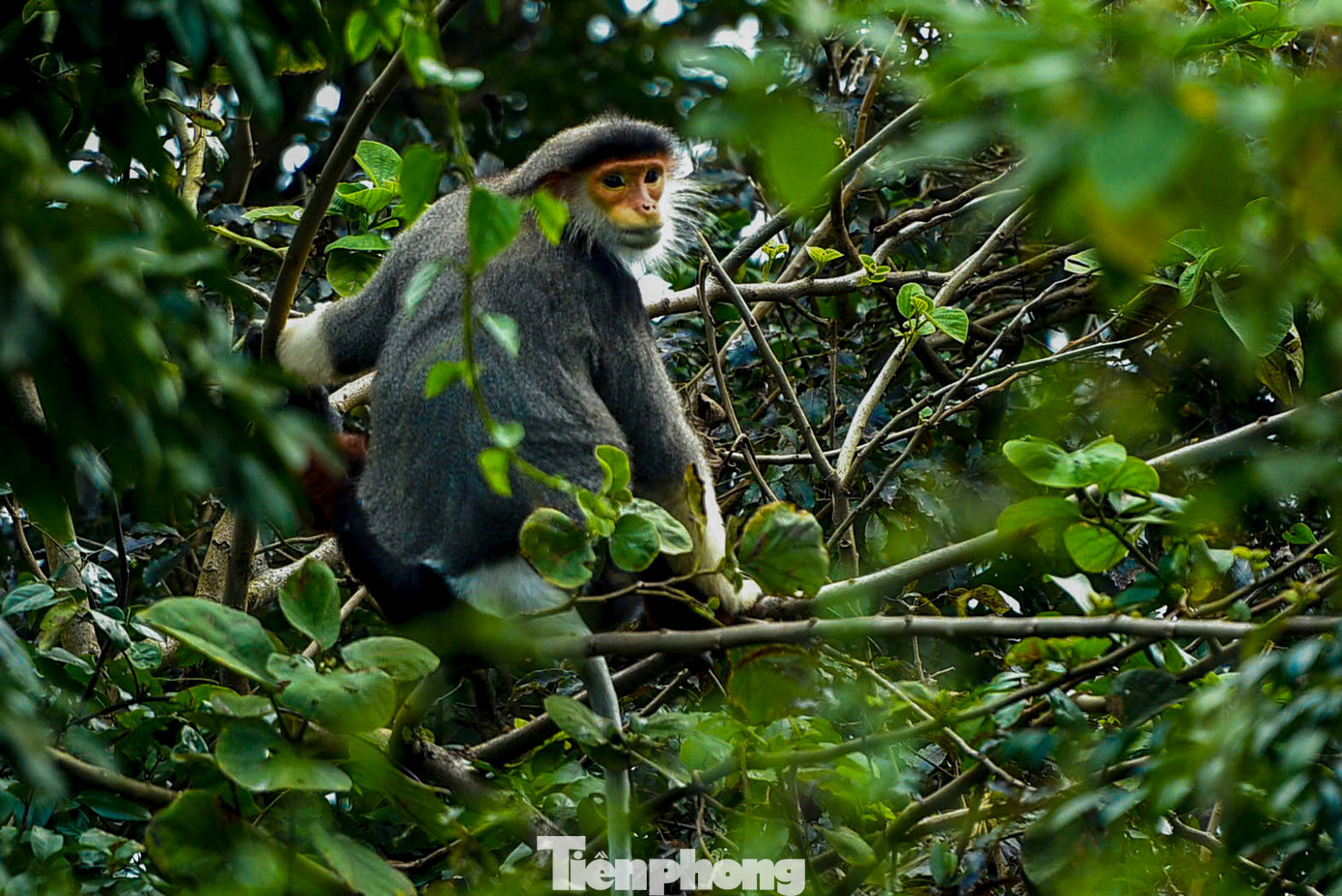 Tại Việt Nam, voọc Chà vá chân nâu được bảo vệ nghiêm ngặt, nghiêm cấm săn bắt, buôn bán dưới mọi hình thức. Tại Việt Nam, voọc Chà vá chân nâu được bảo vệ nghiêm ngặt, nghiêm cấm săn bắt, buôn bán dưới mọi hình thức.