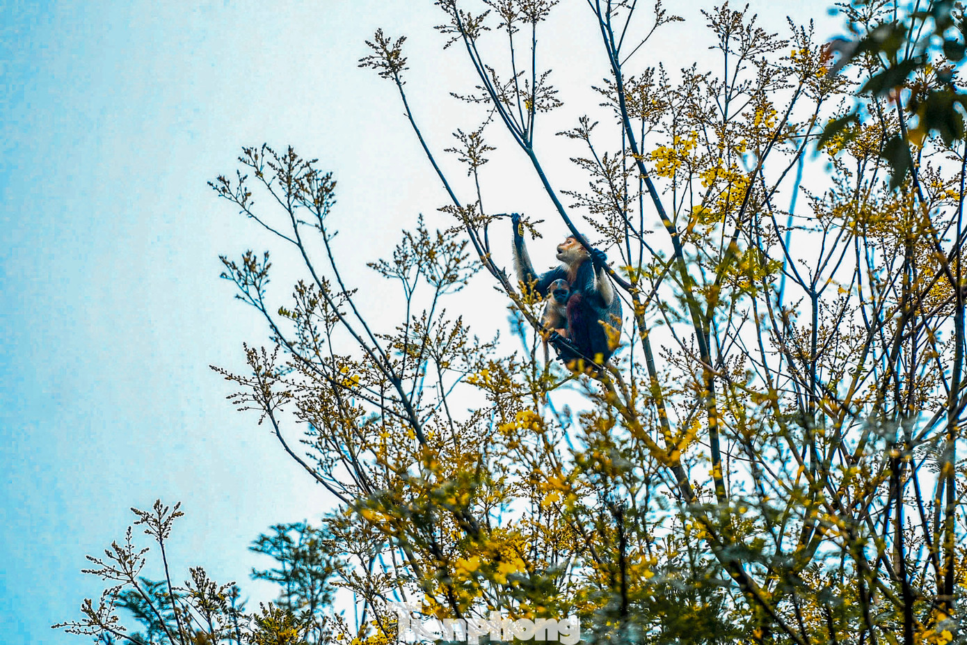 Dưới ống kính của những nhiếp ảnh gia, voọc Chà vá chân nâu hiện lên đầy sinh động và cảm xúc. Dưới ống kính của những nhiếp ảnh gia, voọc Chà vá chân nâu hiện lên đầy sinh động và cảm xúc.