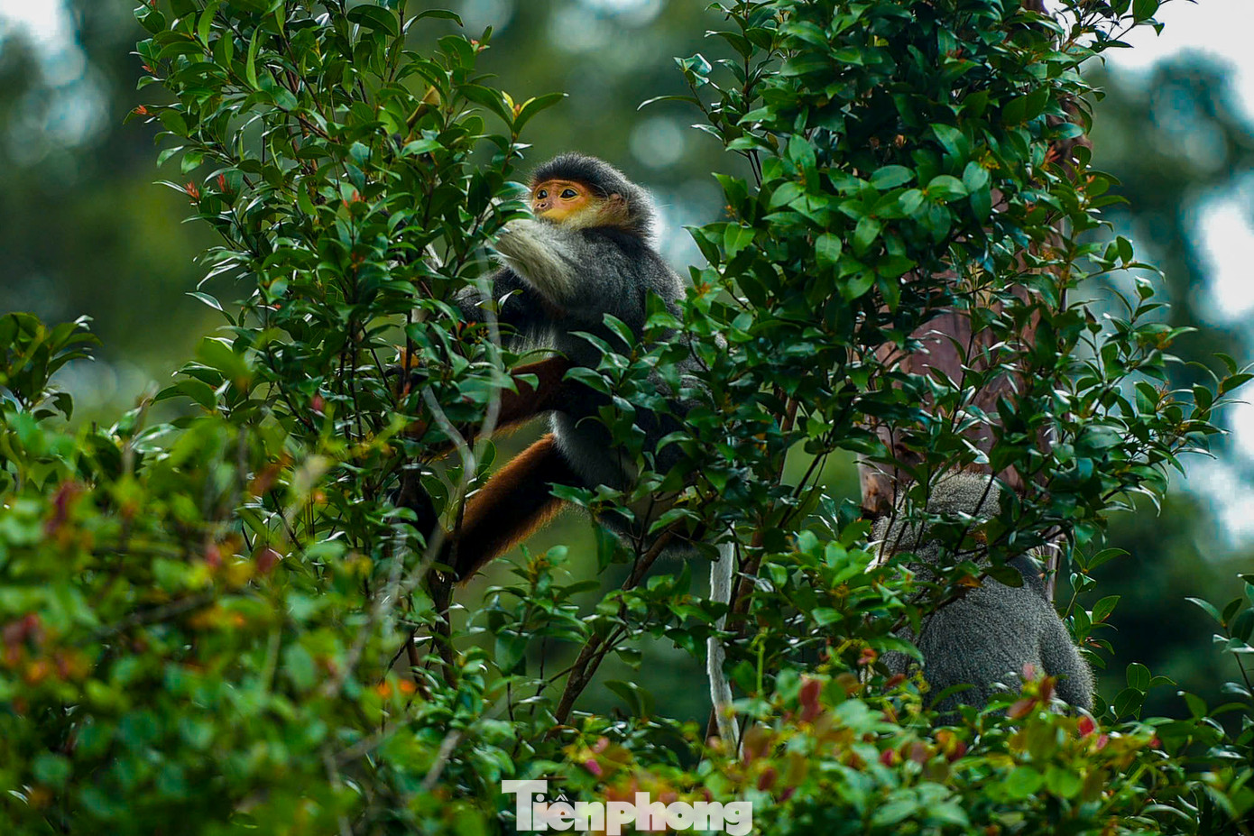 Voọc chà vá chân nâu không chỉ quý hiếm về mặt số lượng mà còn đặc biệt nổi bật bởi vẻ ngoài cuốn hút. Lớp lông mượt mà với nhiều màu sắc rực rỡ gồm vàng, nâu hoặc nâu đỏ, cam, xám... khiến chúng nổi bật giữa thảm rừng xanh mát. Voọc chà vá chân nâu không chỉ quý hiếm về mặt số lượng mà còn đặc biệt nổi bật bởi vẻ ngoài cuốn hút. Lớp lông mượt mà với nhiều màu sắc rực rỡ gồm vàng, nâu hoặc nâu đỏ, cam, xám... khiến chúng nổi bật giữa thảm rừng xanh mát.