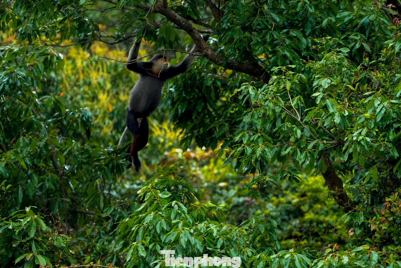 Hiện nay, các tổ chức bảo tồn cùng chính quyền địa phương đang cùng nhau chung tay, nỗ lực để giữ gìn và đảm bảo môi trường sống tốt nhất cho voọc Chà vá chân nâu này. Hiện nay, các tổ chức bảo tồn cùng chính quyền địa phương đang cùng nhau chung tay, nỗ lực để giữ gìn và đảm bảo môi trường sống tốt nhất cho voọc Chà vá chân nâu này.