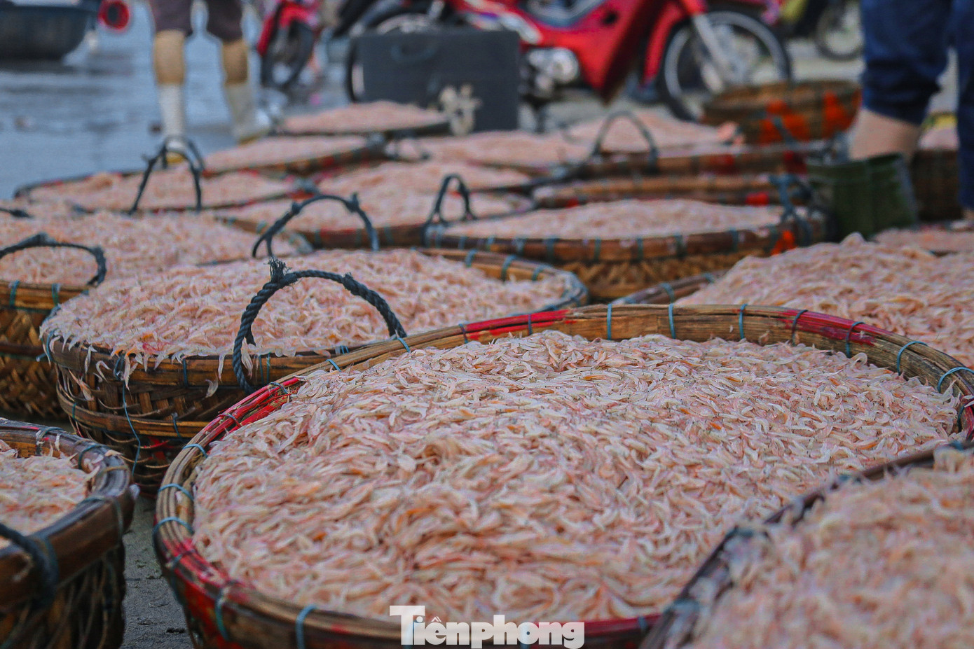 Với thời tiết thuận lợi, mỗi chuyến tàu ra khơi đều thu về lượng lớn hải sản. Nhiều tàu nhỏ chỉ cần đánh bắt gần bờ cũng thu cả tấn ruốc biển.