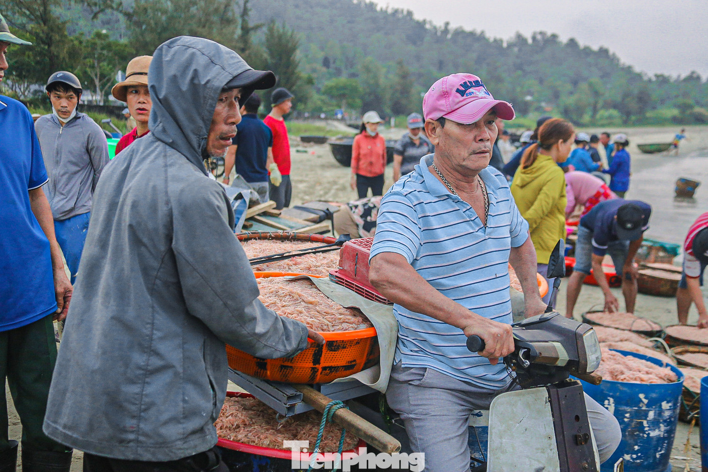 Sau khi thu mua, thương lái sẽ vận chuyển ruốc vào các chợ ở Đà Nẵng và nhiều nơi khác tiêu thụ.