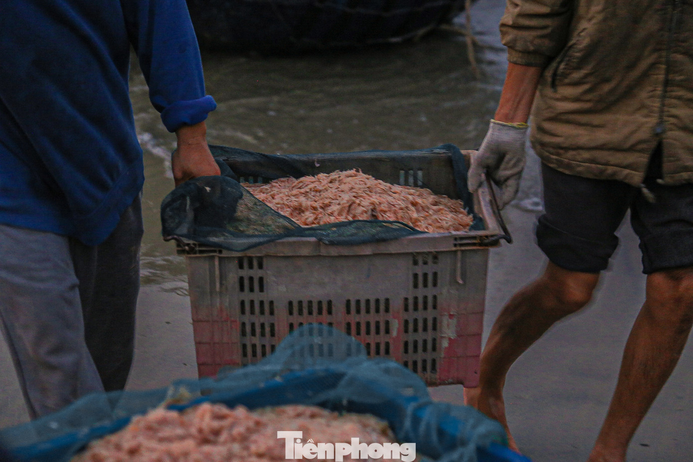 Ruốc biển tươi ngon sau khi vào bờ được thương lái và người dân đi biển mua ngay tại chỗ.