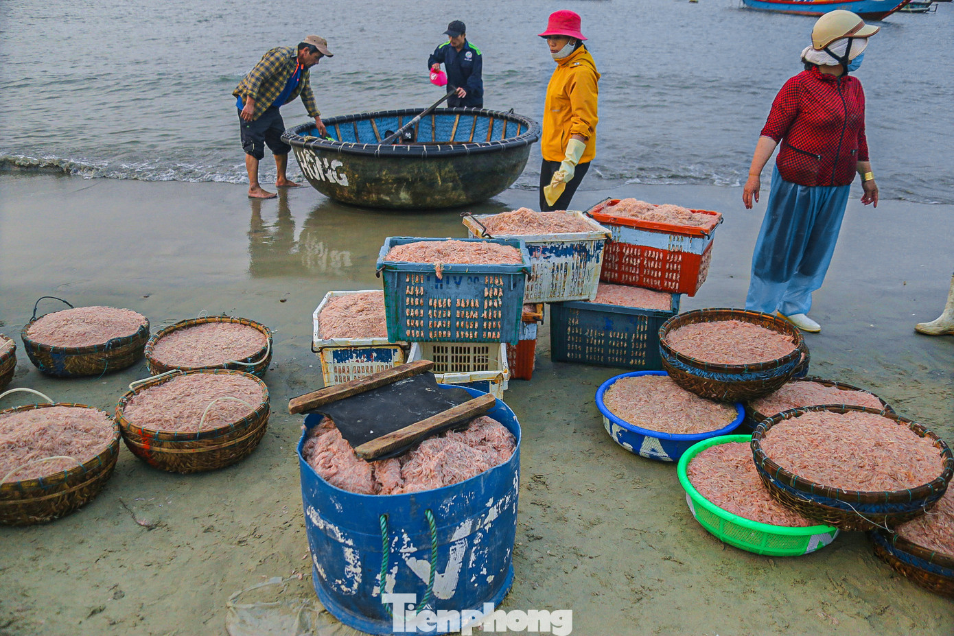 Ruốc biển tươi ngon sau khi vào bờ được thương lái và người dân đi biển mua ngay tại chỗ.