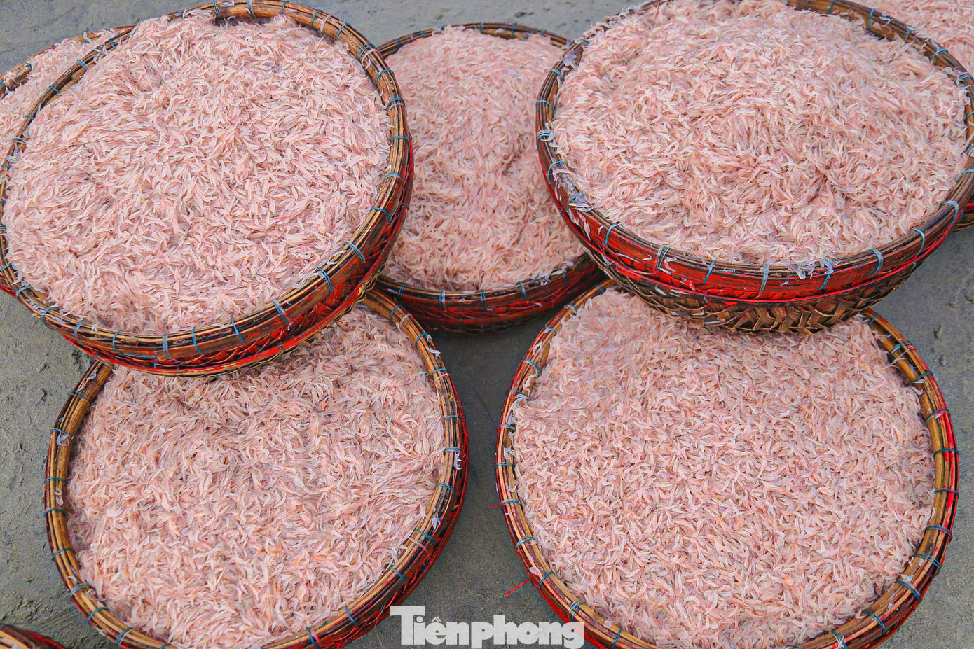 Với thời tiết thuận lợi, mỗi chuyến tàu ra khơi đều thu về lượng lớn hải sản. Nhiều tàu nhỏ chỉ cần đánh bắt gần bờ cũng thu cả tấn ruốc biển.