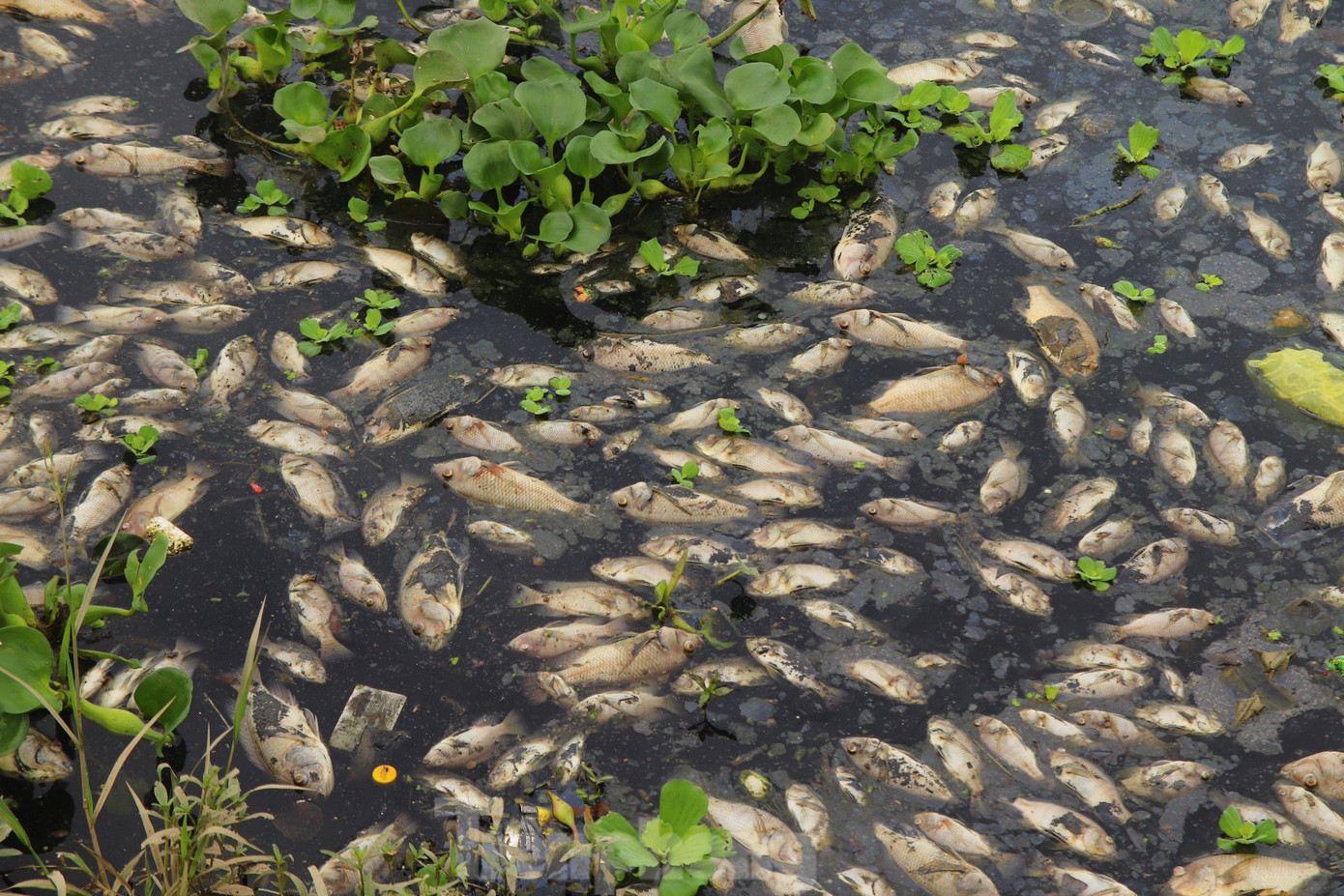 Người dân sống gần hồ Liên Chiểu cho biết, tình trạng cá chết xuất hiện sau cơn mưa lớn ngày 21/7, nhưng đến sáng nay cá chết nhiều hơn và bốc mùi hôi khó chịu. Người dân sống gần hồ Liên Chiểu cho biết, tình trạng cá chết xuất hiện sau cơn mưa lớn ngày 21/7, nhưng đến sáng nay cá chết nhiều hơn và bốc mùi hôi khó chịu.