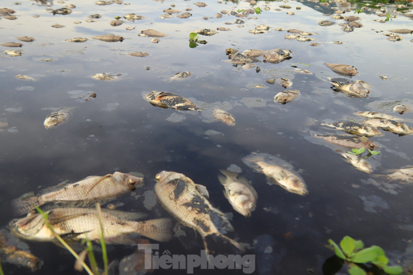 Người dân sống gần hồ Liên Chiểu cho biết, tình trạng cá chết xuất hiện sau cơn mưa lớn ngày 21/7, nhưng đến sáng nay cá chết nhiều hơn và bốc mùi hôi khó chịu. Người dân sống gần hồ Liên Chiểu cho biết, tình trạng cá chết xuất hiện sau cơn mưa lớn ngày 21/7, nhưng đến sáng nay cá chết nhiều hơn và bốc mùi hôi khó chịu.