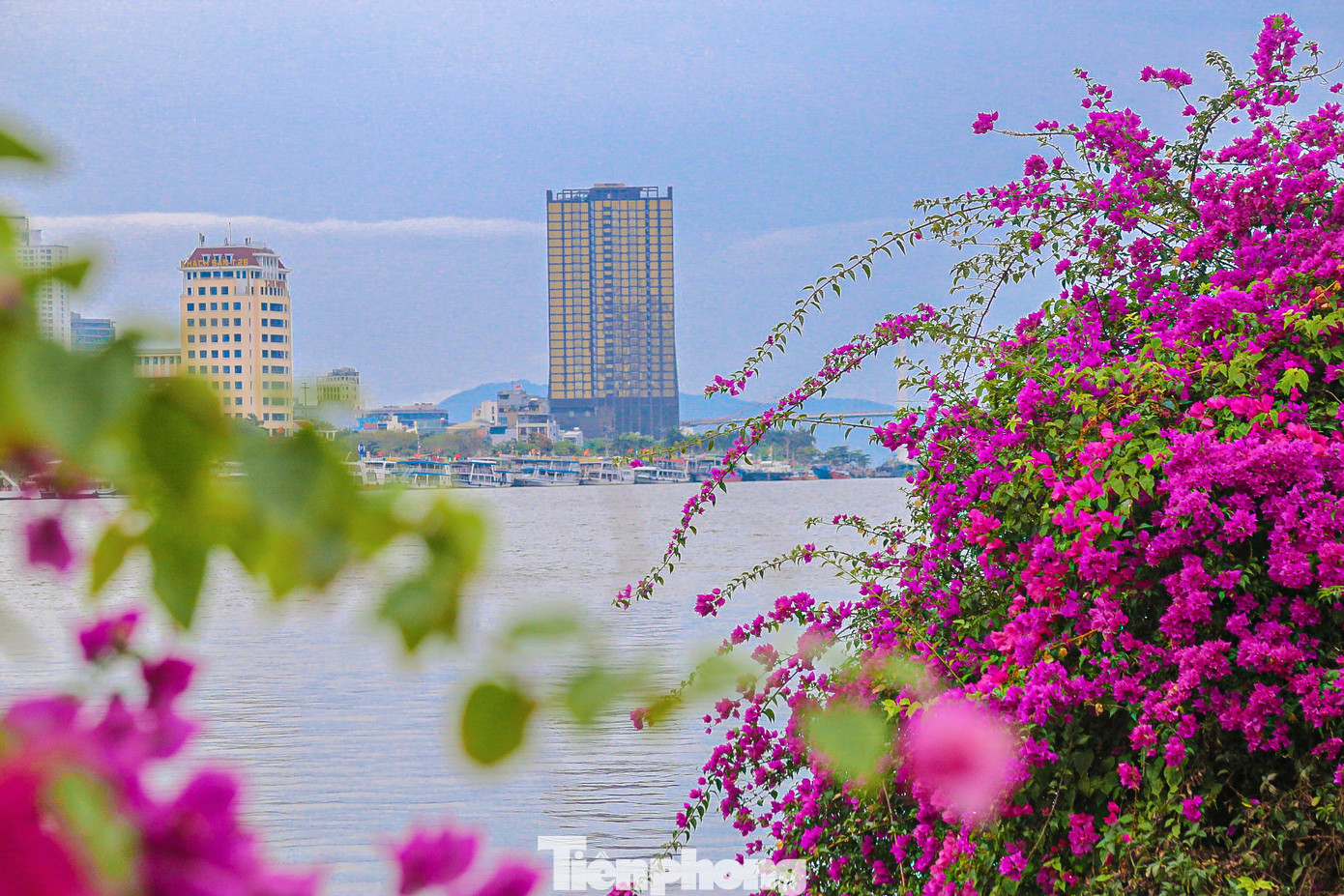 Khi hoa nở, những cánh hoa mỏng manh, nhẹ nhàng đan xen vào nhau tạo thành một bảng màu rực rỡ, tinh khôi. Khi hoa nở, những cánh hoa mỏng manh, nhẹ nhàng đan xen vào nhau tạo thành một bảng màu rực rỡ, tinh khôi.