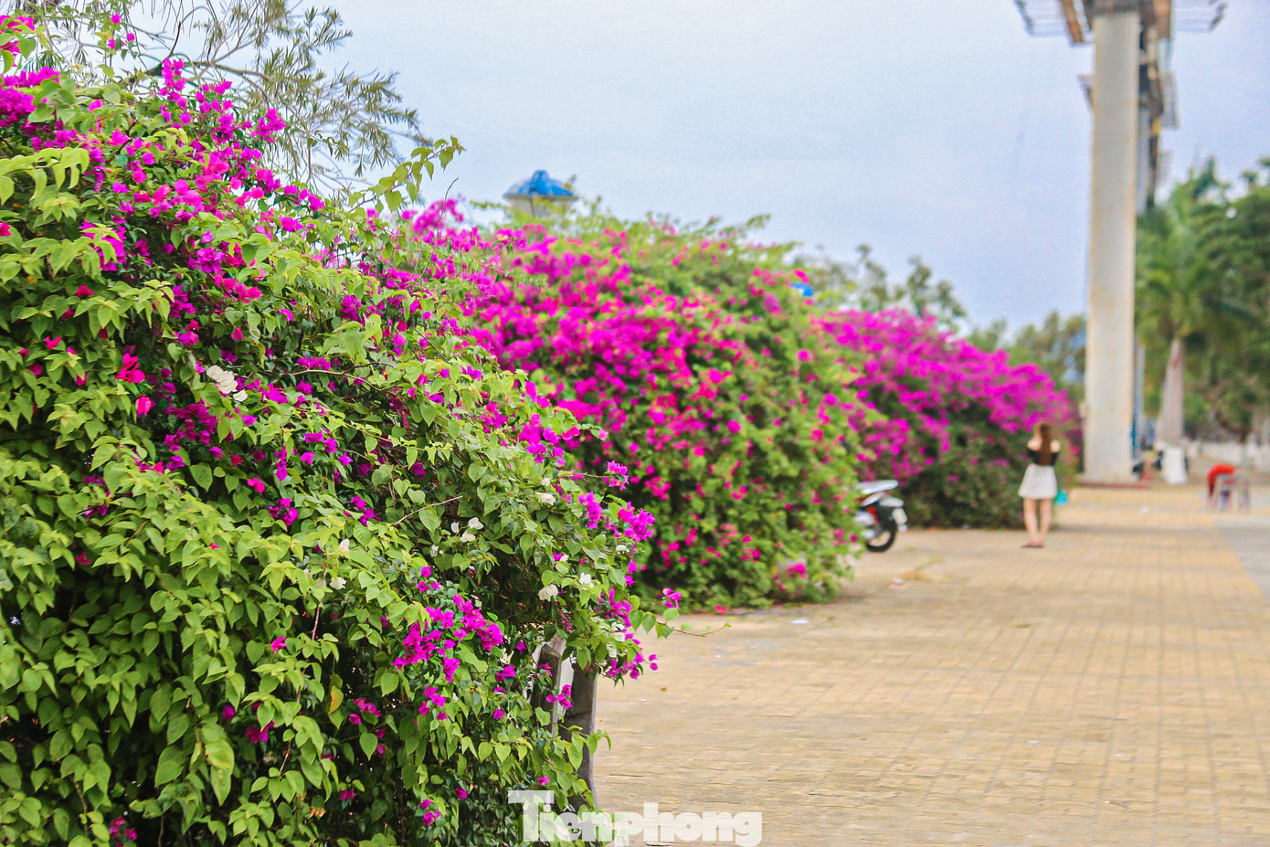 Cứ vào độ tháng 3, dọc hai bên bờ sông Hàn là các tuyến đường Trần Hưng Đạo, Bạch Đằng… lại tràn ngập sắc hoa. Những cây hoa giấy đang bung nở làm say đắm biết bao người dân và du khách khi đi ngang qua đây. Cứ vào độ tháng 3, dọc hai bên bờ sông Hàn là các tuyến đường Trần Hưng Đạo, Bạch Đằng… lại tràn ngập sắc hoa. Những cây hoa giấy đang bung nở làm say đắm biết bao người dân và du khách khi đi ngang qua đây.