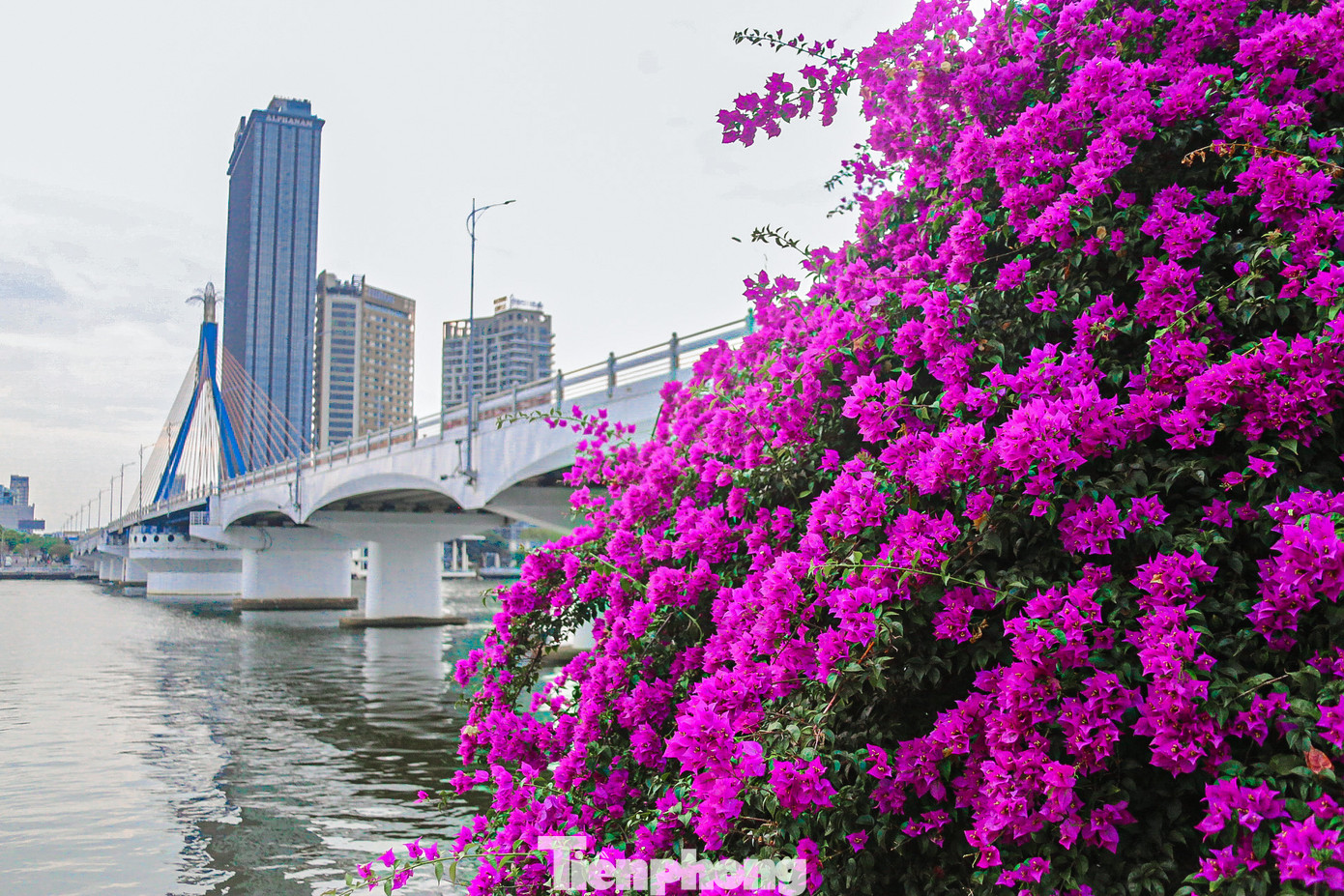 Bên kia sông Hàn, con đường Trần Hưng Đạo (quận Sơn Trà) cũng ngập tràn những giàn hoa giấy khoe sắc rực rỡ. Bên kia sông Hàn, con đường Trần Hưng Đạo (quận Sơn Trà) cũng ngập tràn những giàn hoa giấy khoe sắc rực rỡ.