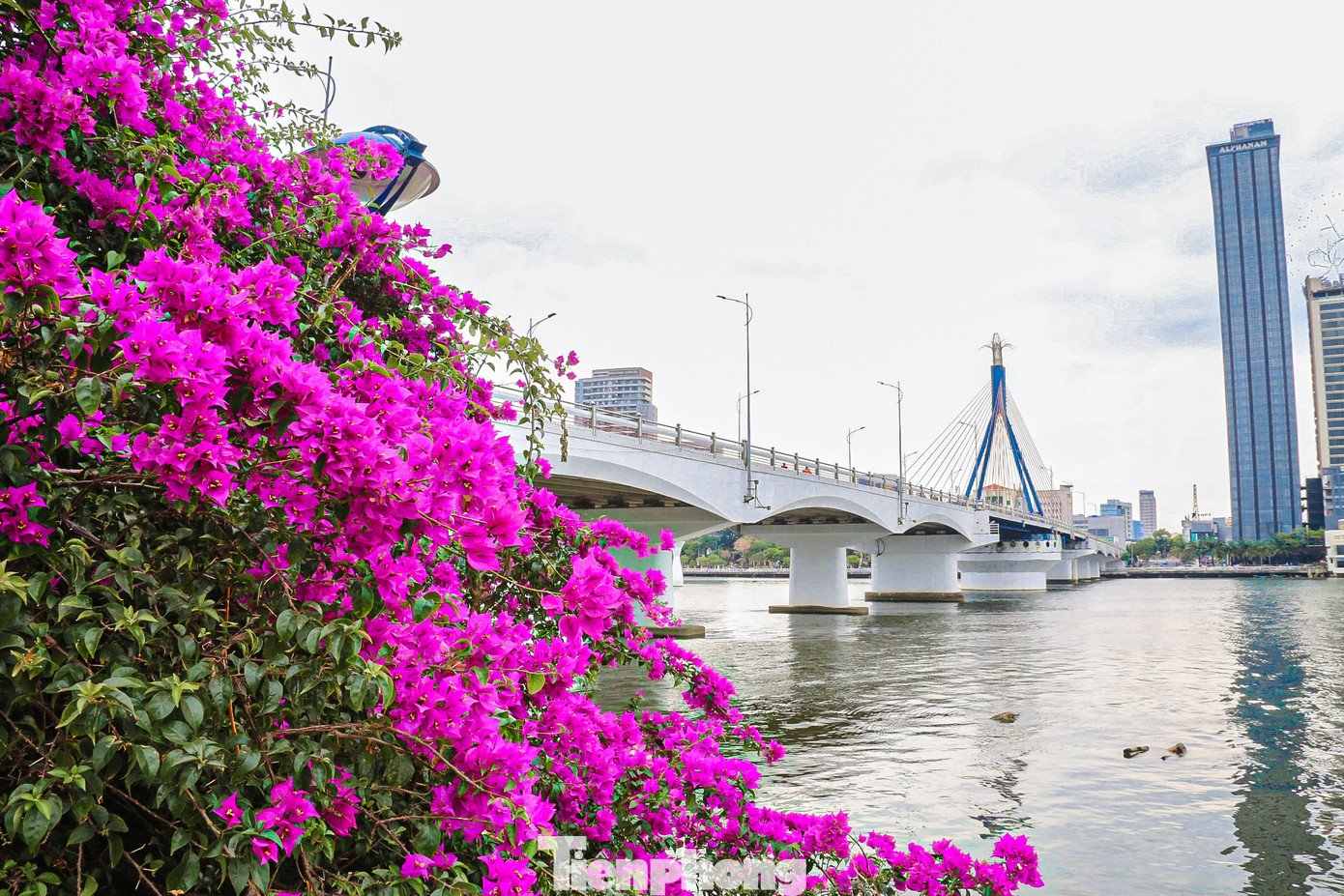 Khi hoa nở, những cánh hoa mỏng manh, nhẹ nhàng đan xen vào nhau tạo thành một bảng màu rực rỡ, tinh khôi. Khi hoa nở, những cánh hoa mỏng manh, nhẹ nhàng đan xen vào nhau tạo thành một bảng màu rực rỡ, tinh khôi.