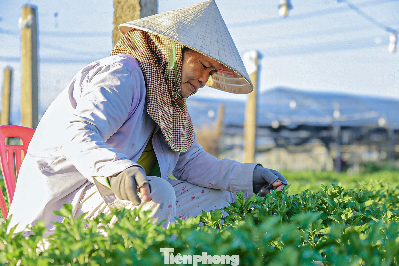 Nhiều người bắt đầu ngắt ngọn để cây phát triển theo đúng chu kỳ sinh trưởng. Nhiều người bắt đầu ngắt ngọn để cây phát triển theo đúng chu kỳ sinh trưởng.