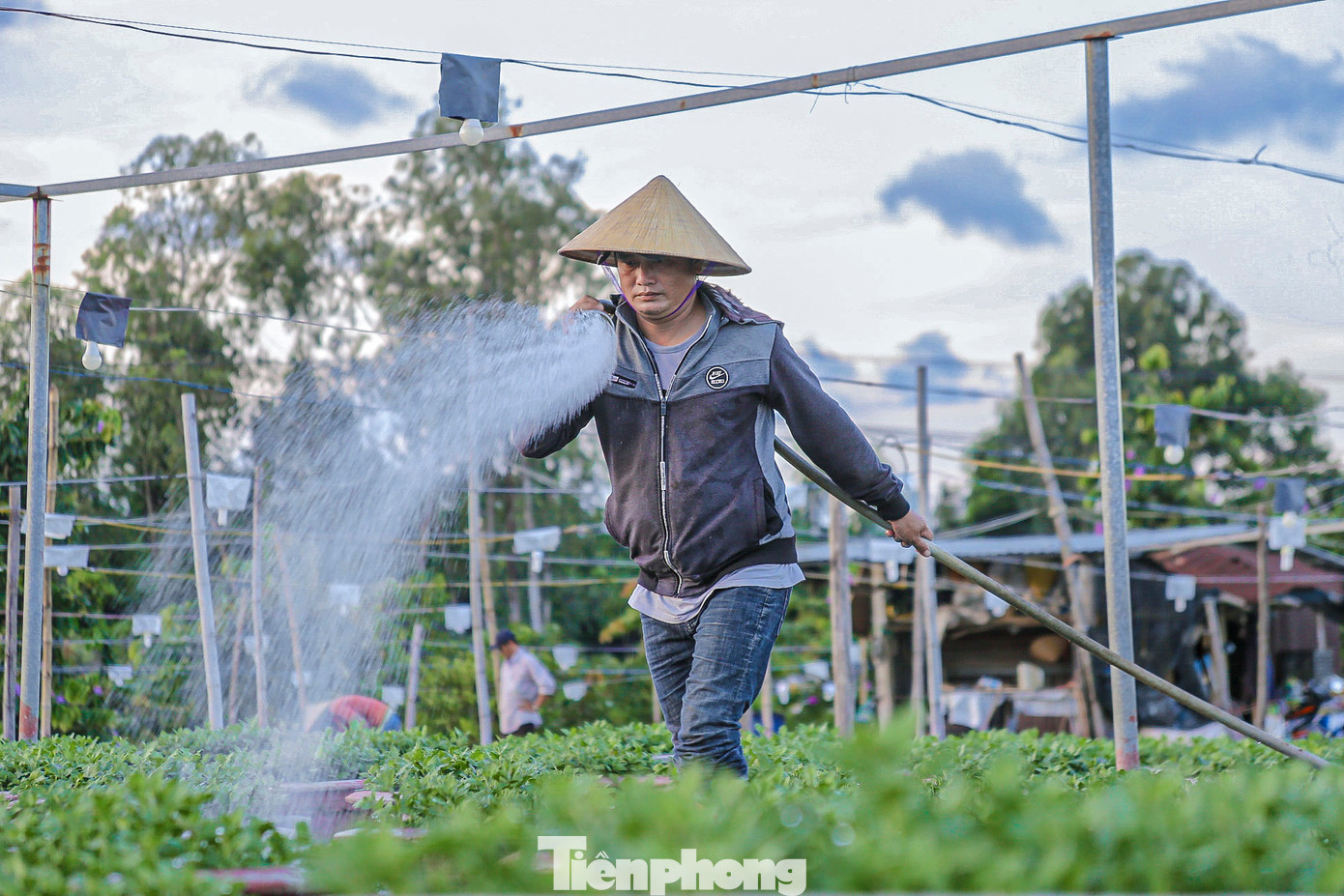 Nông dân làng hoa những ngày này đang tranh thủ thời tiết nắng ráo, tất bật bón phân, phun thuốc cho cây. Nông dân làng hoa những ngày này đang tranh thủ thời tiết nắng ráo, tất bật bón phân, phun thuốc cho cây.