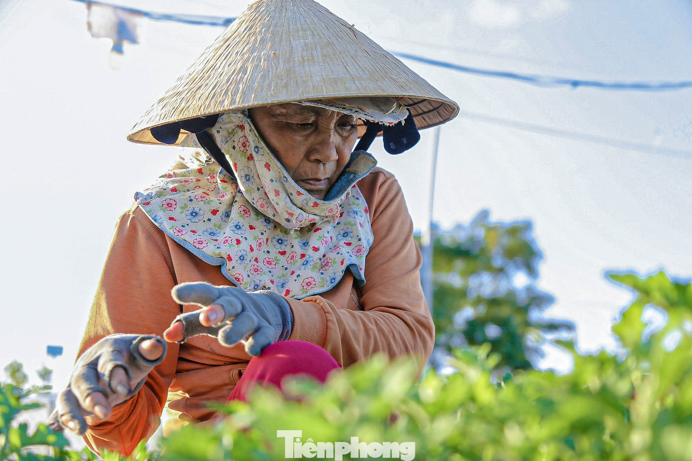Nhiều người bắt đầu ngắt ngọn để cây phát triển theo đúng chu kỳ sinh trưởng. Nhiều người bắt đầu ngắt ngọn để cây phát triển theo đúng chu kỳ sinh trưởng.