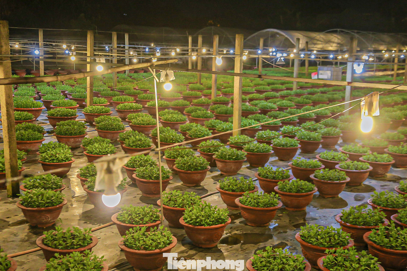 Trong năm nay, số lượng hoa được các hộ trồng để phục vụ Tết Nguyên đán 2025 rơi vào khoảng 16.000 hoa các loại. Trong đó có 9.500 cúc, 5.300 cúc mâm xôi và 1000 hoa các loại. Trong năm nay, số lượng hoa được các hộ trồng để phục vụ Tết Nguyên đán 2025 rơi vào khoảng 16.000 hoa các loại. Trong đó có 9.500 cúc, 5.300 cúc mâm xôi và 1000 hoa các loại.