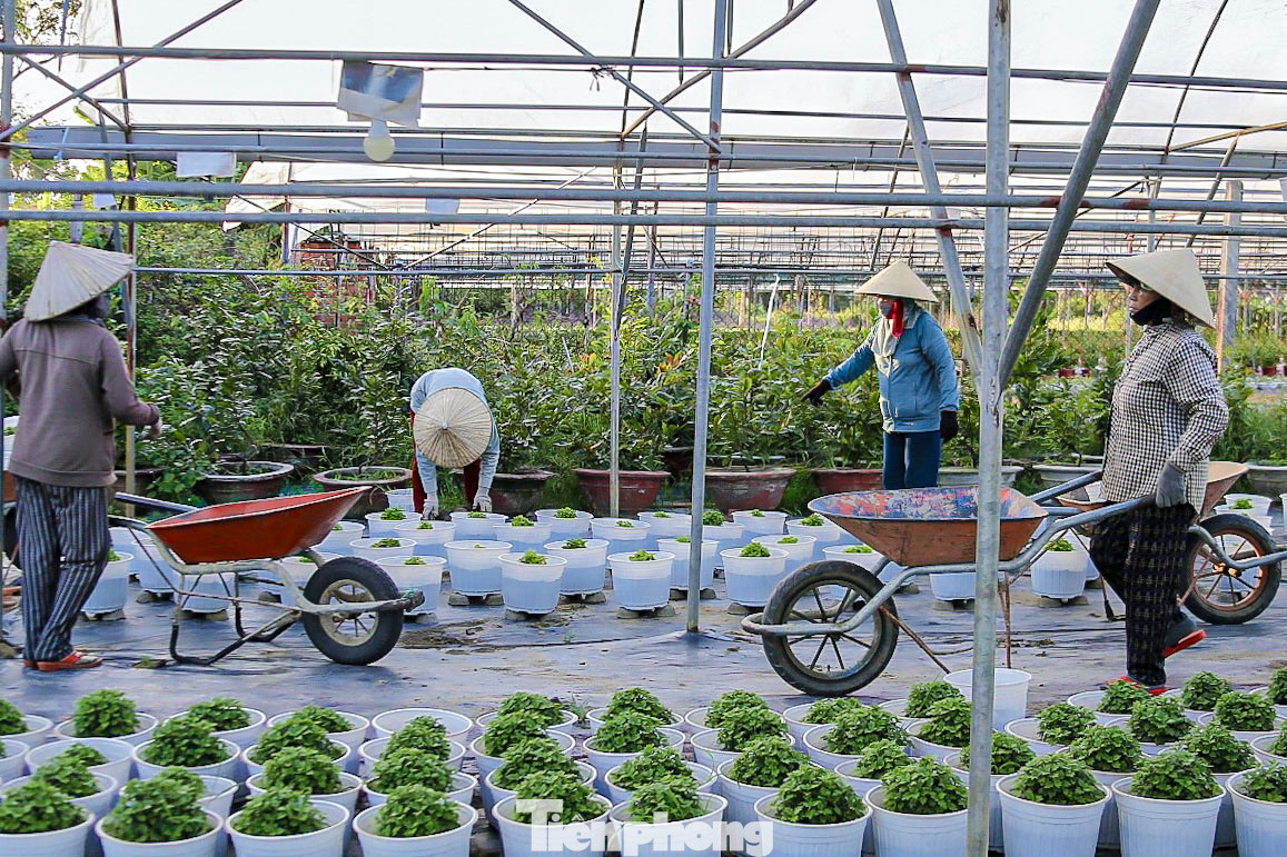 Nông dân làng hoa những ngày này đang tranh thủ thời tiết nắng ráo, tất bật bón phân, phun thuốc cho cây. Nông dân làng hoa những ngày này đang tranh thủ thời tiết nắng ráo, tất bật bón phân, phun thuốc cho cây.