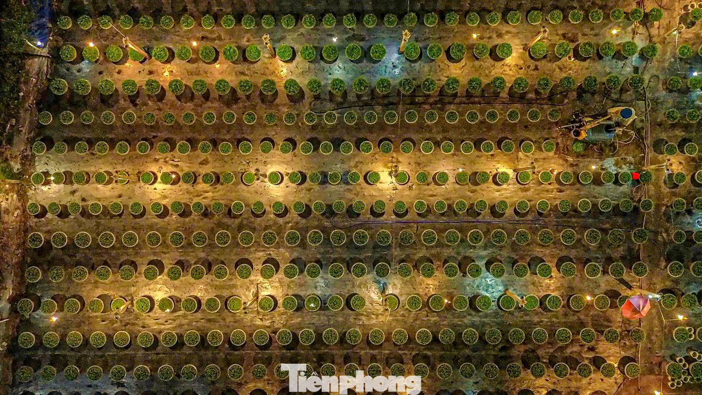 Theo người dân làng hoa, đèn sẽ được bật tự động từ 20h tối hôm trước đến 3h sáng hôm sau sẽ tự tắt, việc bật đèn sẽ giúp hoa được cung cấp ánh sáng nhiều hơn, phát triển cao và ra hoa theo đúng dự tính để phục vụ Tết. Theo người dân làng hoa, đèn sẽ được bật tự động từ 20h tối hôm trước đến 3h sáng hôm sau sẽ tự tắt, việc bật đèn sẽ giúp hoa được cung cấp ánh sáng nhiều hơn, phát triển cao và ra hoa theo đúng dự tính để phục vụ Tết.