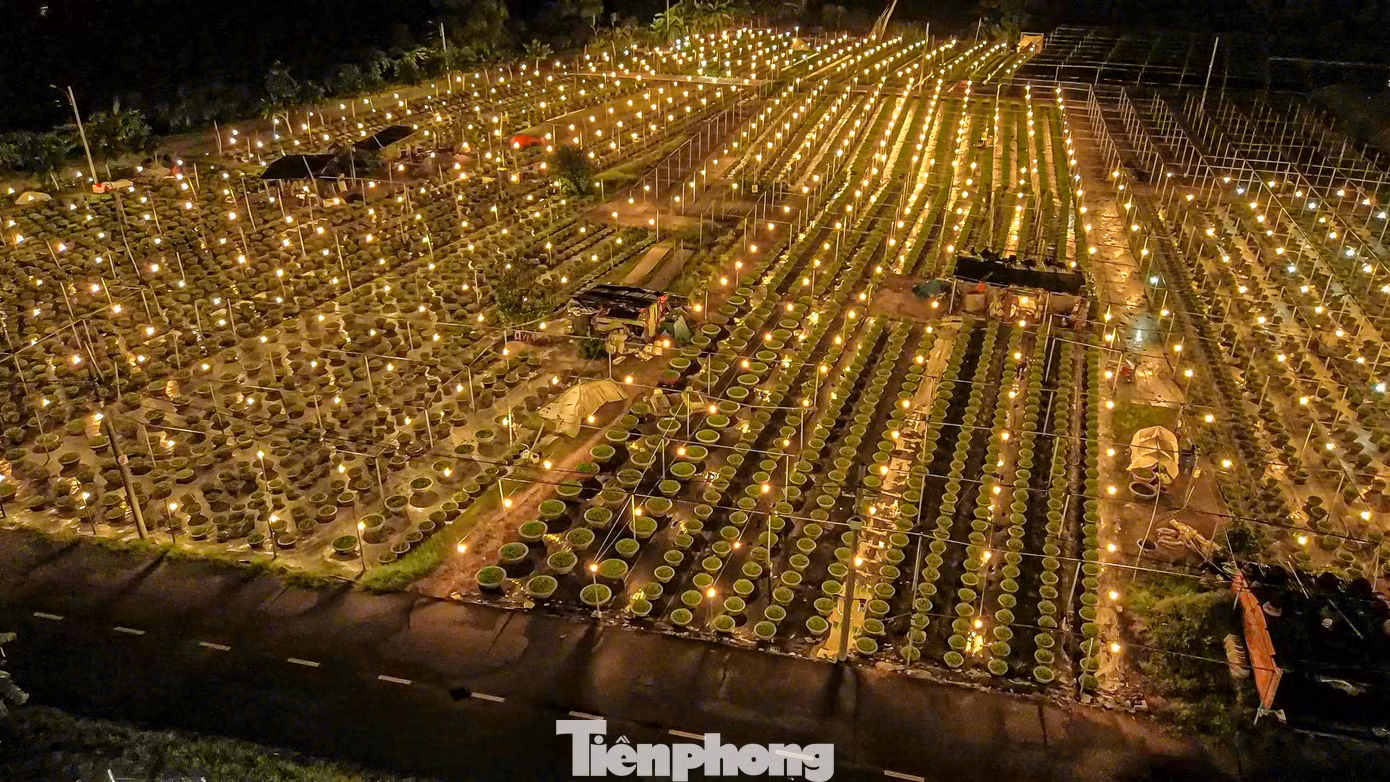 Theo ghi nhận của Tiền Phong, nông dân làng hoa những ngày này đang tất bật chong đèn xuyên đêm để đảm bảo quá trình sinh trưởng của cây.