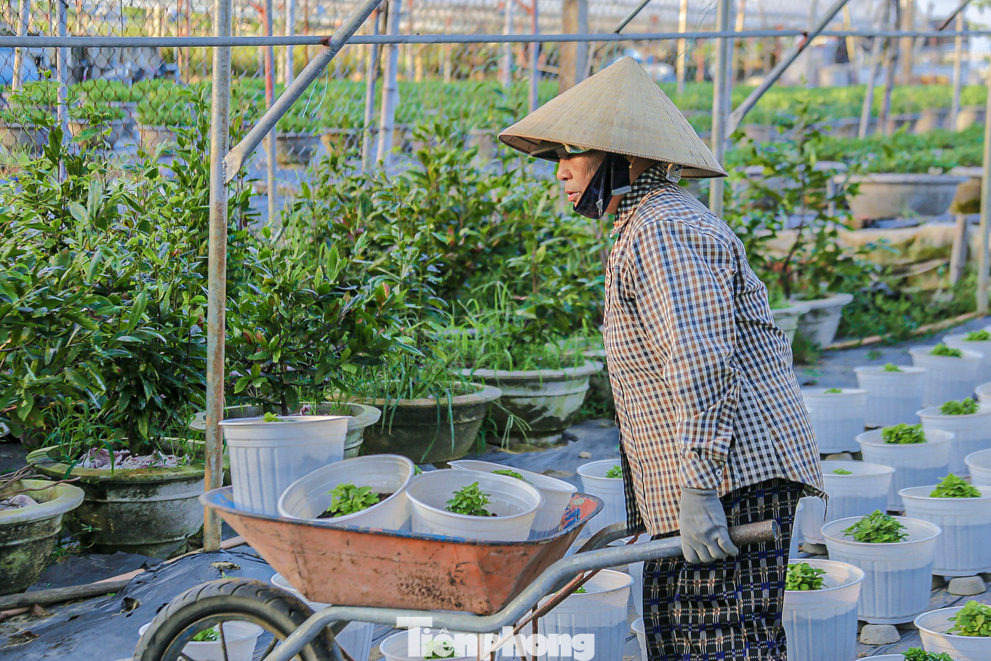 Nông dân làng hoa những ngày này đang tranh thủ thời tiết nắng ráo, tất bật bón phân, phun thuốc cho cây. Nông dân làng hoa những ngày này đang tranh thủ thời tiết nắng ráo, tất bật bón phân, phun thuốc cho cây.