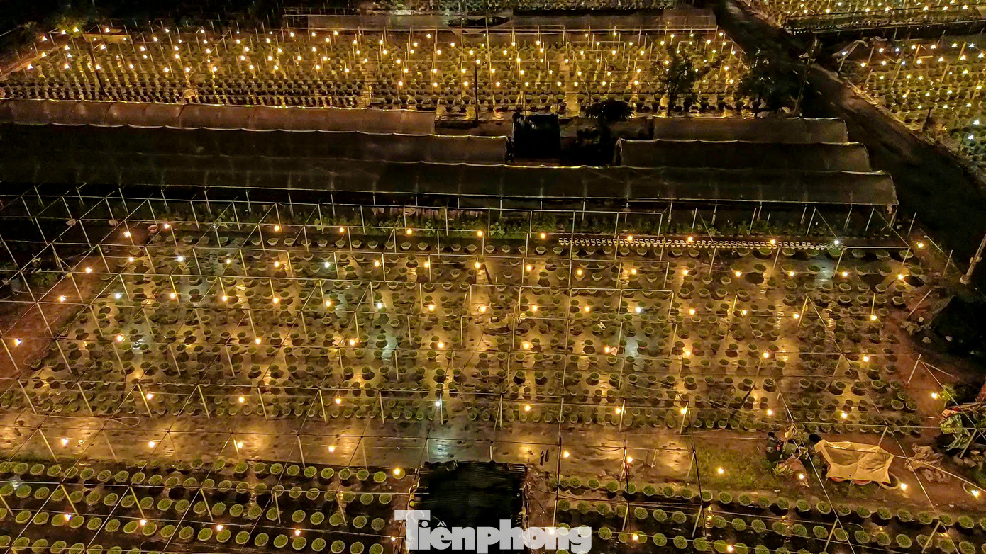 Còn hơn 3 tháng nữa mới đến Tết Nguyên đán 2025, nhưng nhiều hộ nông dân ở làng hoa Dương Sơn đã tất bật chăm bón, xuống giống, chong đèn xuyên đêm để bắt đầu vụ hoa Tết. Còn hơn 3 tháng nữa mới đến Tết Nguyên đán 2025, nhưng nhiều hộ nông dân ở làng hoa Dương Sơn đã tất bật chăm bón, xuống giống, chong đèn xuyên đêm để bắt đầu vụ hoa Tết.