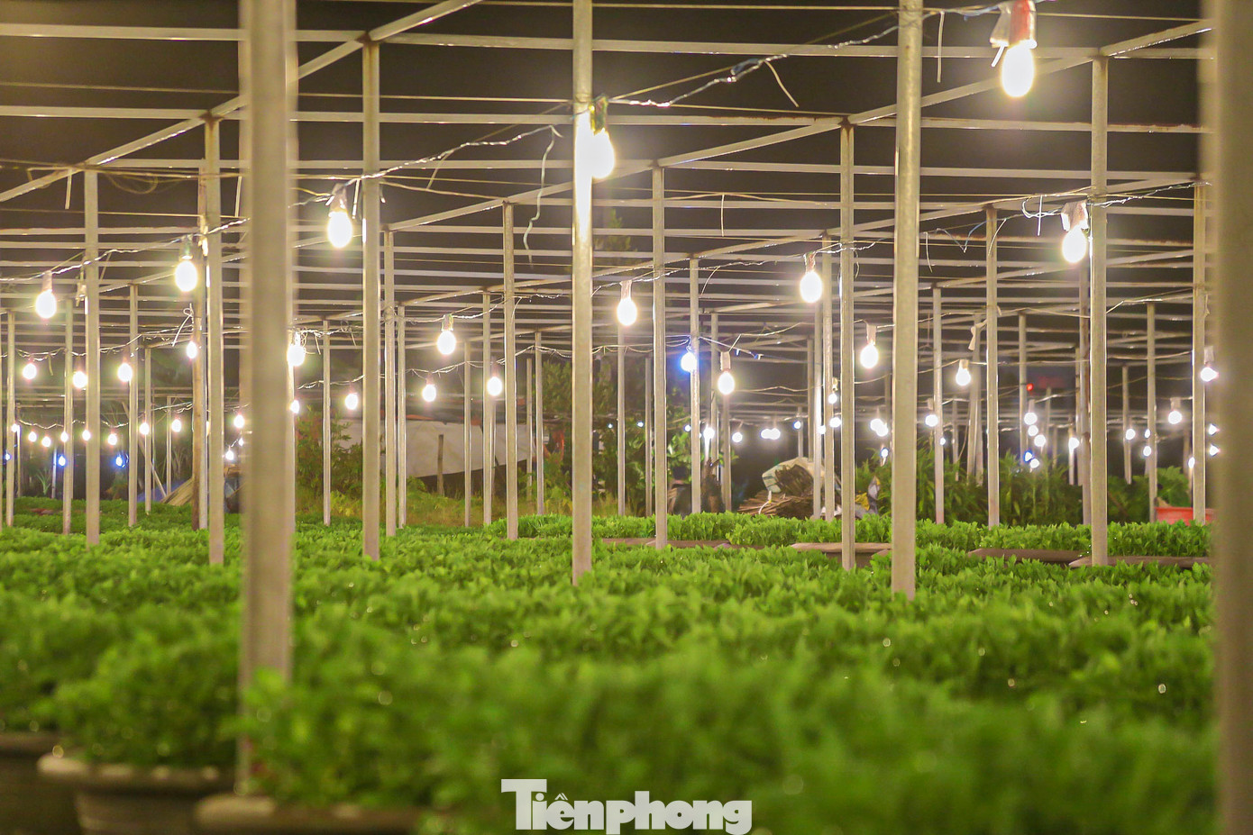 Trong năm nay, số lượng hoa được các hộ trồng để phục vụ Tết Nguyên đán 2025 rơi vào khoảng 16.000 hoa các loại. Trong đó có 9.500 cúc, 5.300 cúc mâm xôi và 1000 hoa các loại. Trong năm nay, số lượng hoa được các hộ trồng để phục vụ Tết Nguyên đán 2025 rơi vào khoảng 16.000 hoa các loại. Trong đó có 9.500 cúc, 5.300 cúc mâm xôi và 1000 hoa các loại.