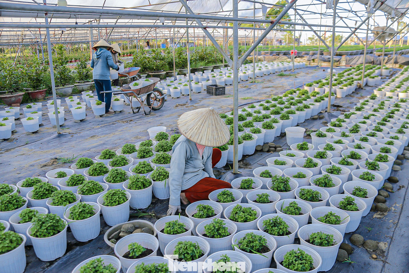 Nông dân làng hoa những ngày này đang tranh thủ thời tiết nắng ráo, tất bật bón phân, phun thuốc cho cây. Nông dân làng hoa những ngày này đang tranh thủ thời tiết nắng ráo, tất bật bón phân, phun thuốc cho cây.