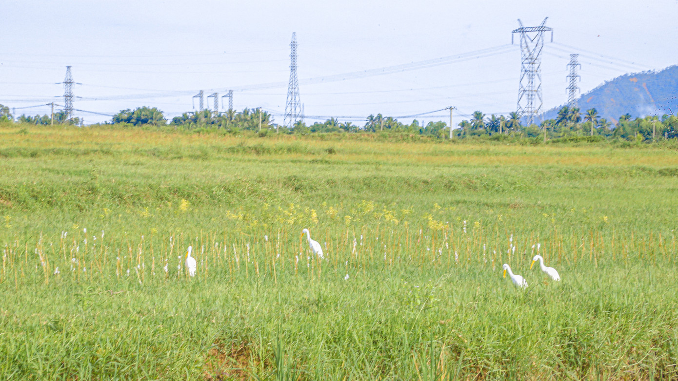 Hàng trăm que tre được phết keo cắm kín cả cánh đồng. (Ảnh: Duy Quốc) Hàng trăm que tre được phết keo cắm kín cả cánh đồng. (Ảnh: Duy Quốc)