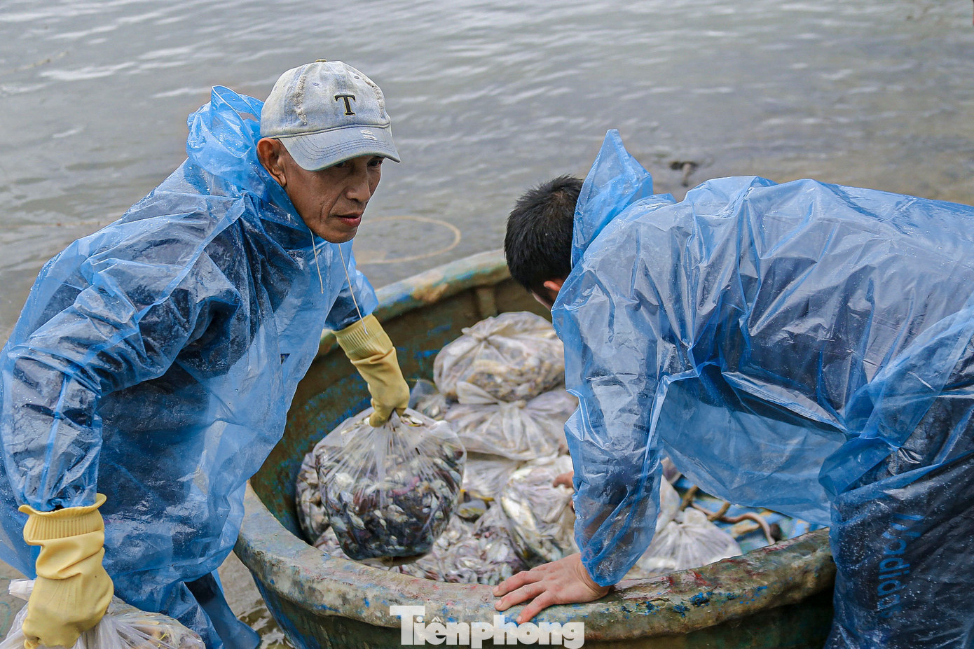 Cá được ngư dân đưa lên bờ sau khi cập bến. Cá được ngư dân đưa lên bờ sau khi cập bến.