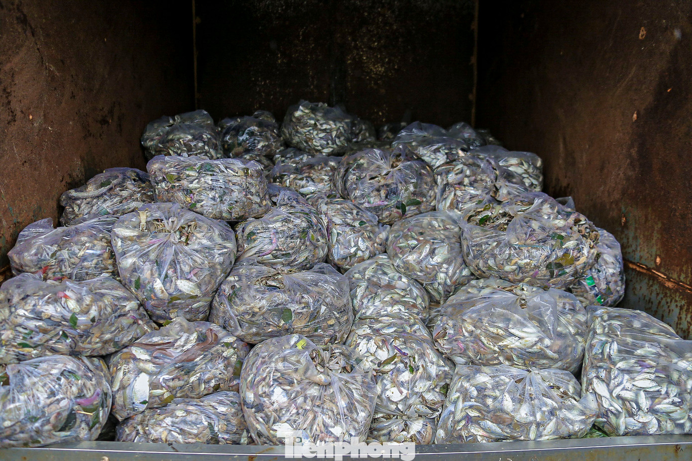 Những xe cá đầy ắp nhanh chóng được chuyển đến các điểm mua bán. Những xe cá đầy ắp nhanh chóng được chuyển đến các điểm mua bán.