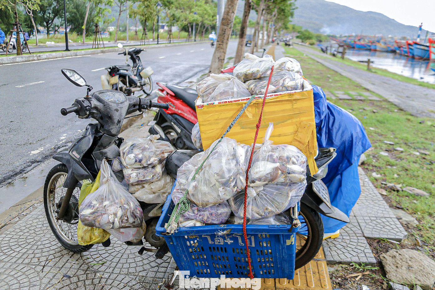 Những xe cá đầy ắp nhanh chóng được chuyển đến các điểm mua bán. Những xe cá đầy ắp nhanh chóng được chuyển đến các điểm mua bán.