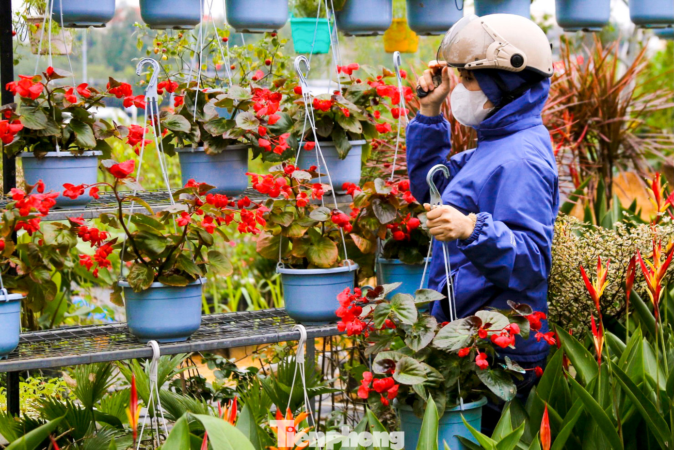 “Năm nào tôi cũng đến chọn mua hoa sớm để trang trí nhà cửa, chứ cận Tết nhiều việc sợ không có thời gian đi mua. Năm nay nhiều chậu hoa lạ, rực rỡ và đẹp mắt”, chị Nguyễn Thị Hoa (trú quận Cẩm Lệ) chia sẻ.