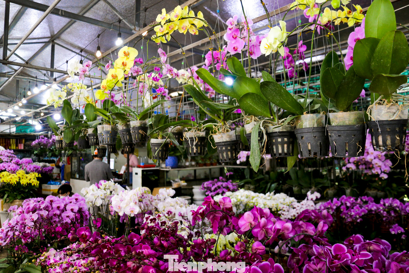 Nhiều loại hoa tươi trang trí nhà cửa như hoa đào, hoa lan, cúc mâm xôi, hoa đồng tiền… được các tiểu thương nhập nhiều, đáp ứng nhu cầu mua sắm của người dân dịp cuối năm.