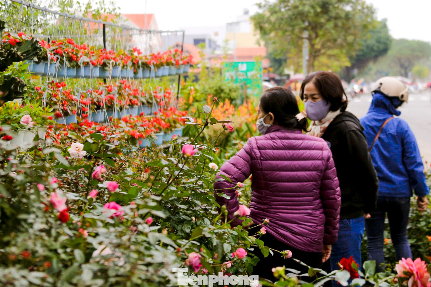 Rất nhiều người đã đến chọn mua hoa để về trang trí nhà cửa chơi Tết.