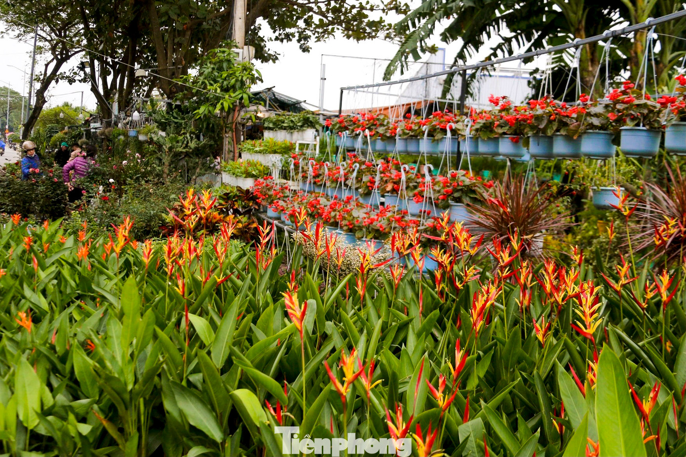 Tại vườn của chị Vân còn có nhiều chậu hoa với đủ màu sắc sặc sỡ. Theo chị Vân, năm nay có thêm loại cúc mâm xôi Hàn Quốc được rất nhiều người quan tâm.