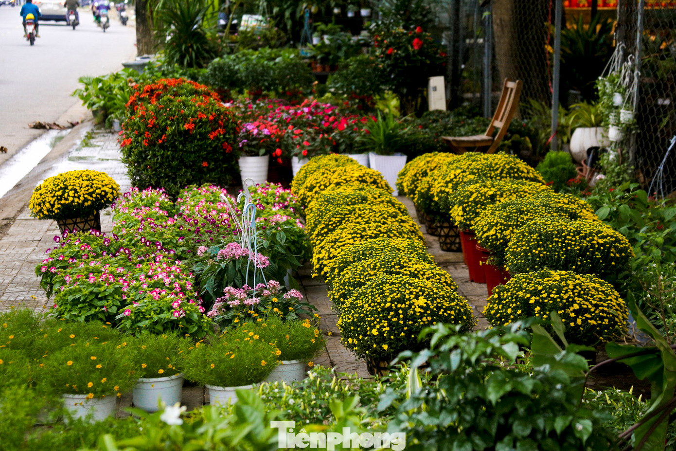 Tại vườn của chị Vân còn có nhiều chậu hoa với đủ màu sắc sặc sỡ. Theo chị Vân, năm nay có thêm loại cúc mâm xôi Hàn Quốc được rất nhiều người quan tâm.