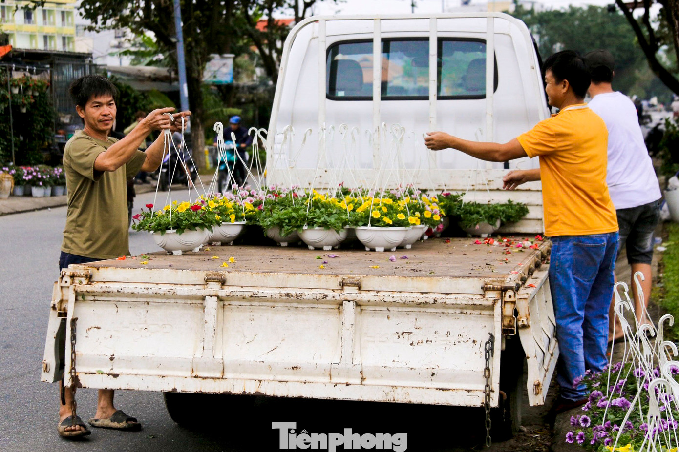 Theo ghi nhận của PV, trên các tuyến đường Nguyễn Đình Tựu, Nguyễn Hồng Ánh, Lê Đại Hành… (TP. Đà Nẵng), nhiều chủ vườn bắt đầu đưa hoa xuống phố. Theo các chủ vườn, hoa năm nay tuy khó chăm sóc nhưng giá vẫn không tăng nhiều so với năm ngoái.