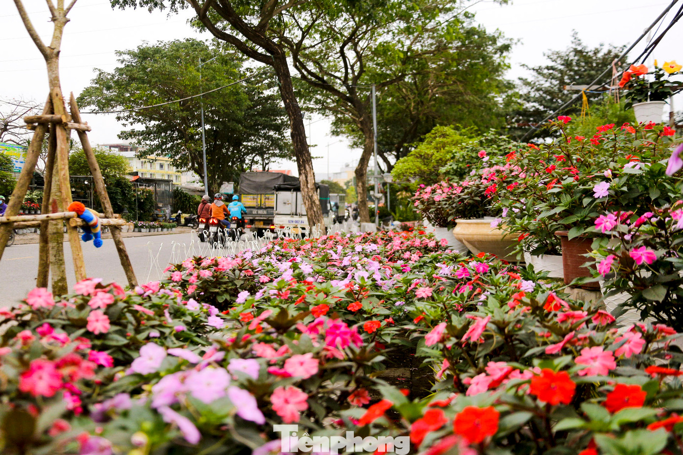 Nhiều loại hoa tươi trang trí nhà cửa như hoa đào, hoa lan, cúc mâm xôi, hoa đồng tiền… được các tiểu thương nhập nhiều, đáp ứng nhu cầu mua sắm của người dân dịp cuối năm.
