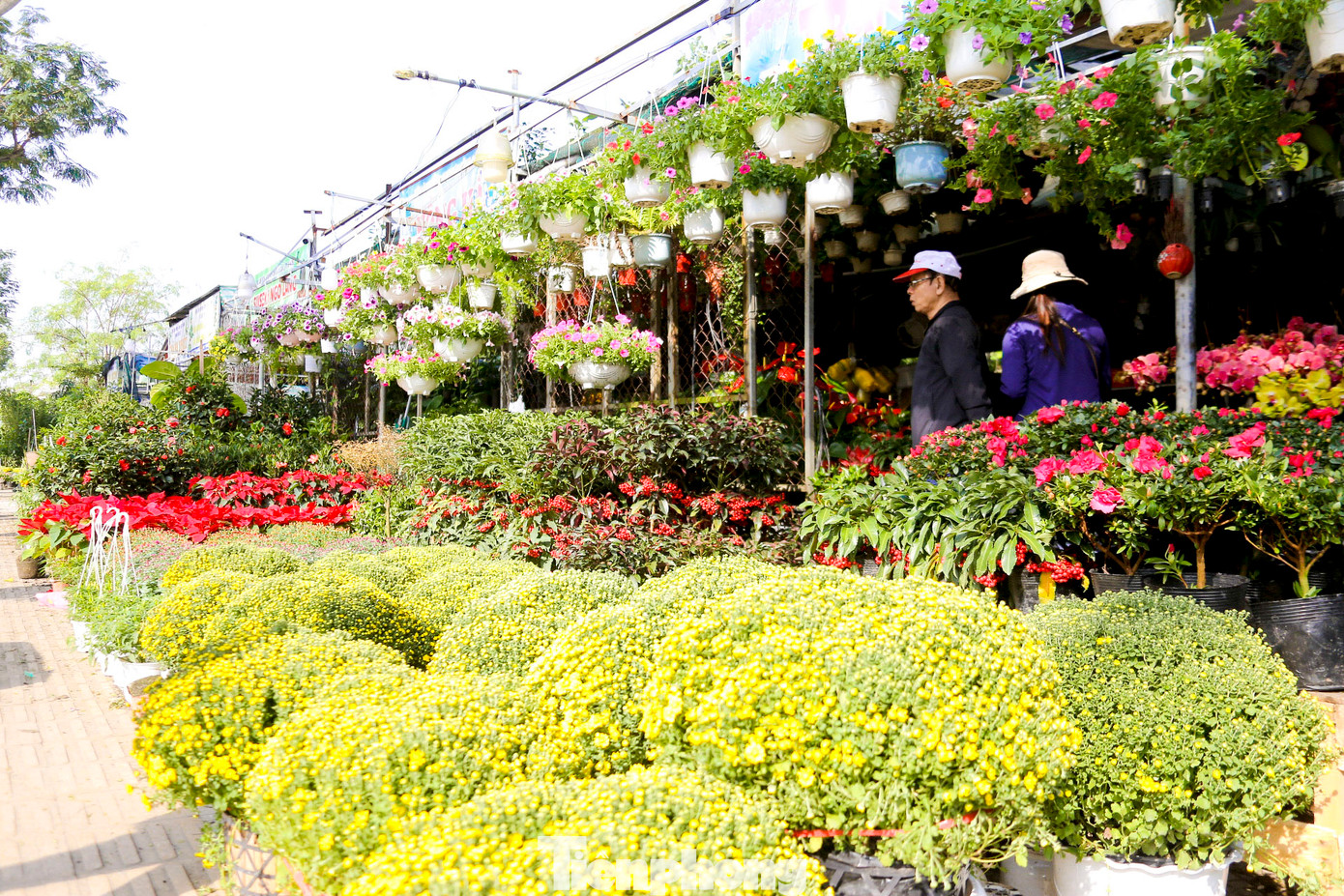 Nhiều loại hoa tươi trang trí nhà cửa như hoa đào, hoa lan, cúc mâm xôi, hoa đồng tiền… được các tiểu thương nhập nhiều, đáp ứng nhu cầu mua sắm của người dân dịp cuối năm.