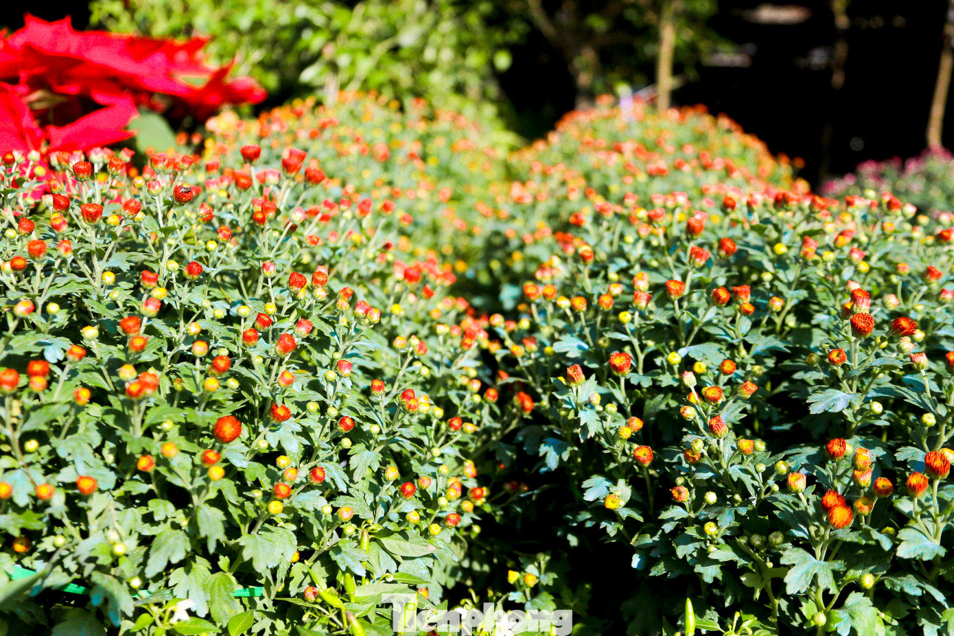 Tại vườn của chị Vân còn có nhiều chậu hoa với đủ màu sắc sặc sỡ. Theo chị Vân, năm nay có thêm loại cúc mâm xôi Hàn Quốc được rất nhiều người quan tâm.